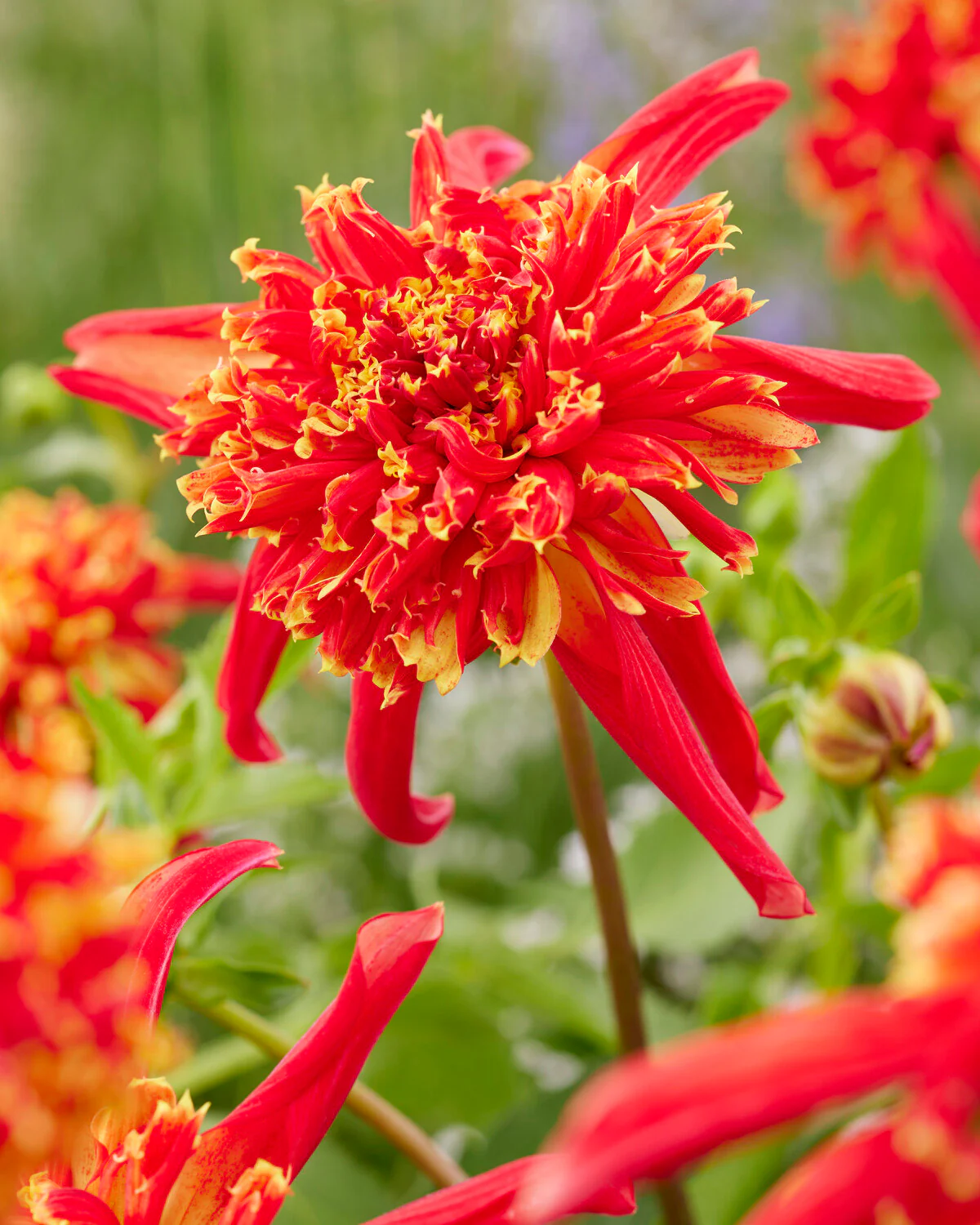 Dahlia 'Octopus Sparkle' - Image 5