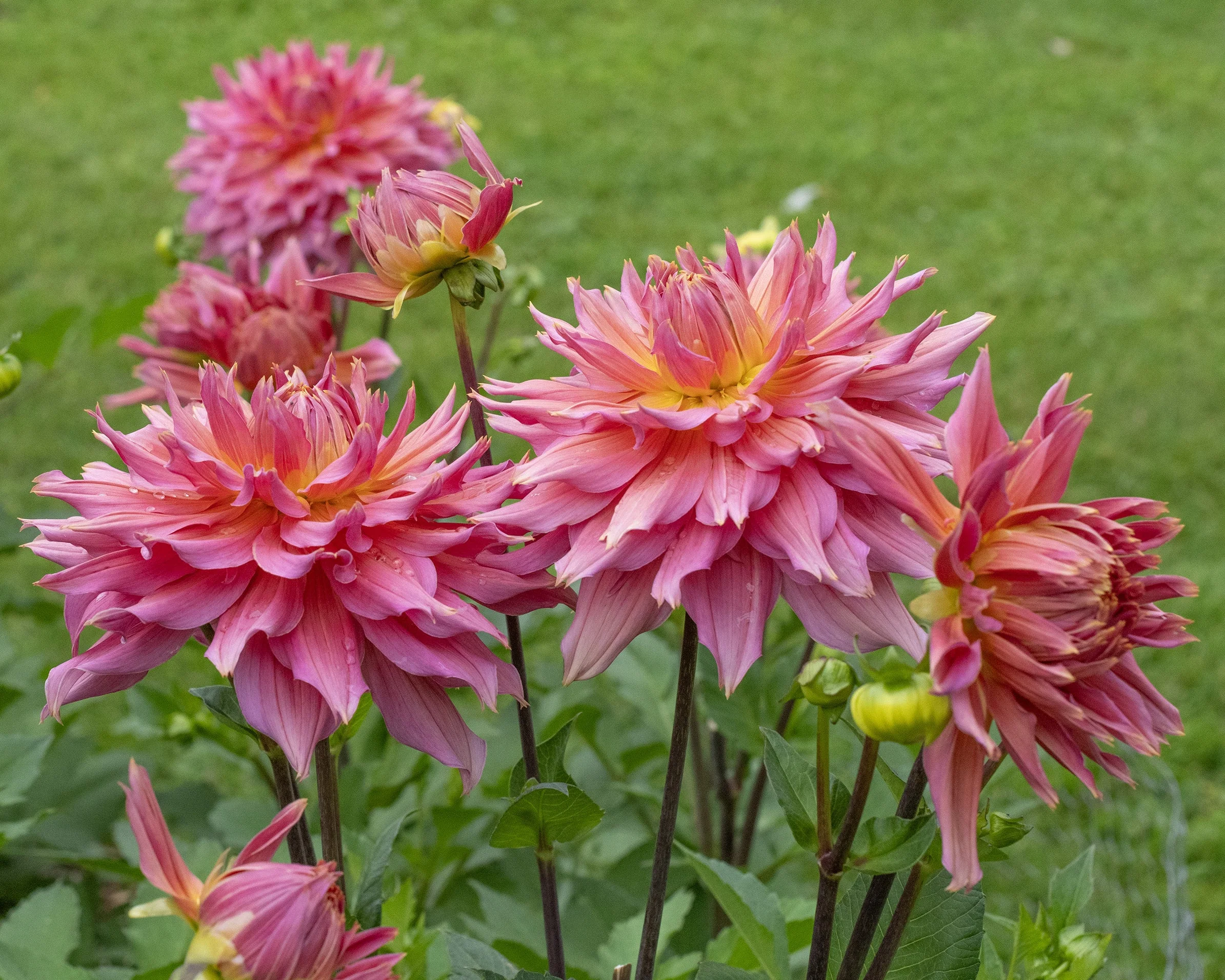 Dahlia 'Omega' - Image 2