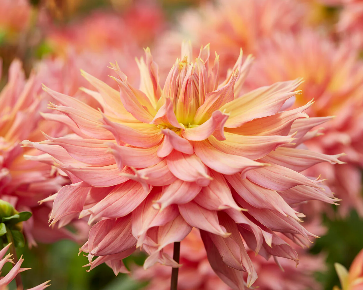 Dahlia 'Omega' - Image 3
