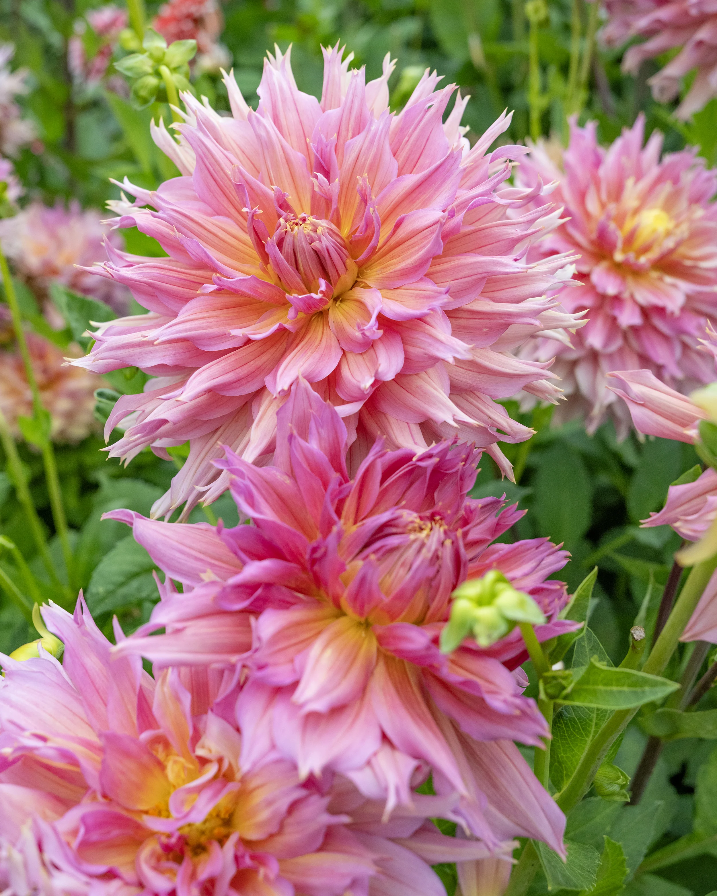 Dahlia 'Omega' - Image 4