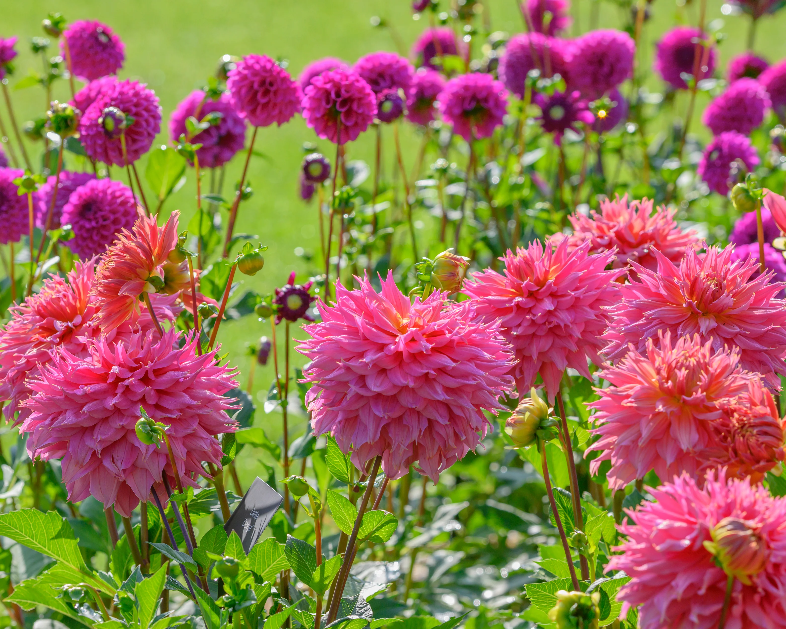 Dahlia 'Omega' - Image 5