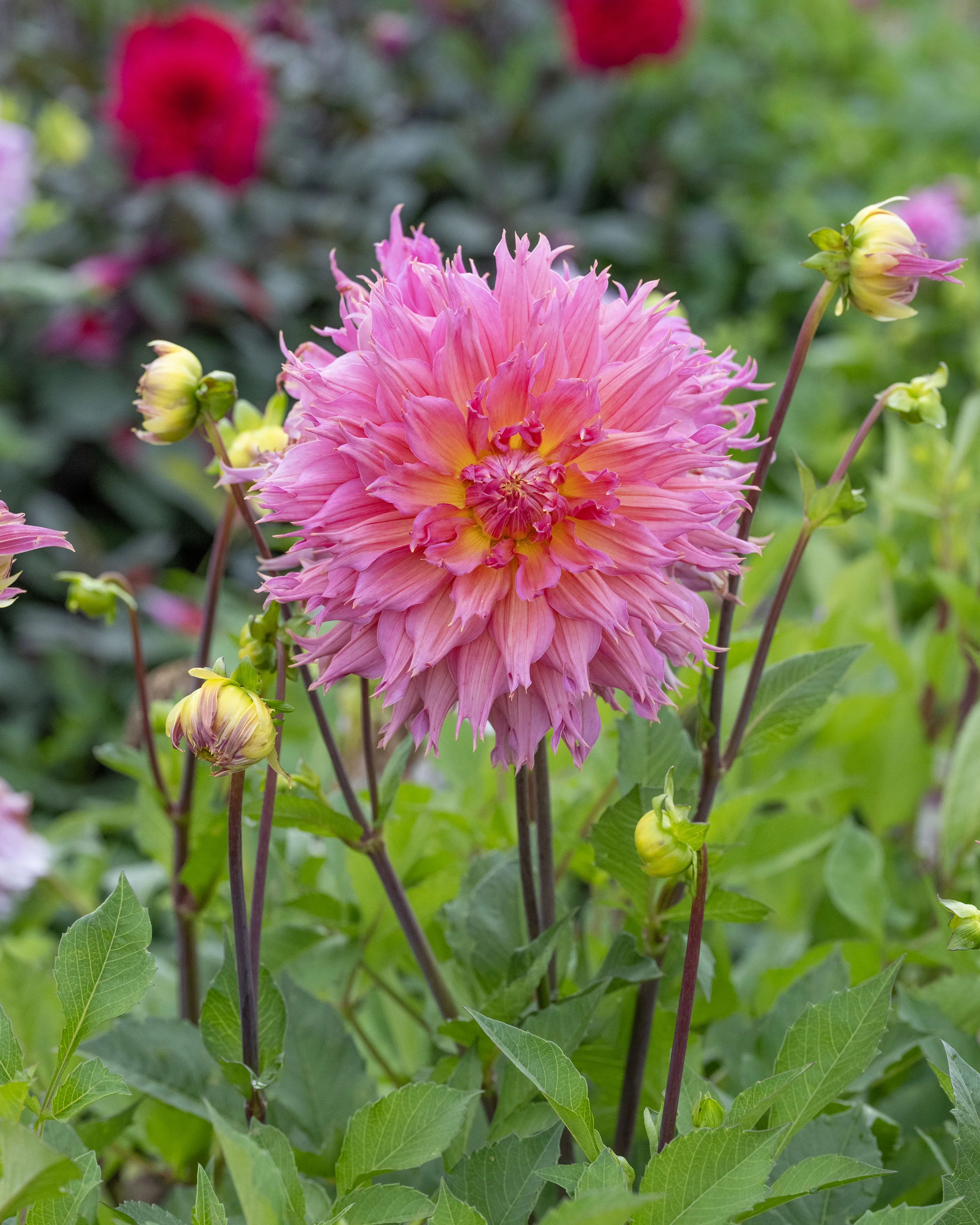 Dahlia 'Omega' - Image 6