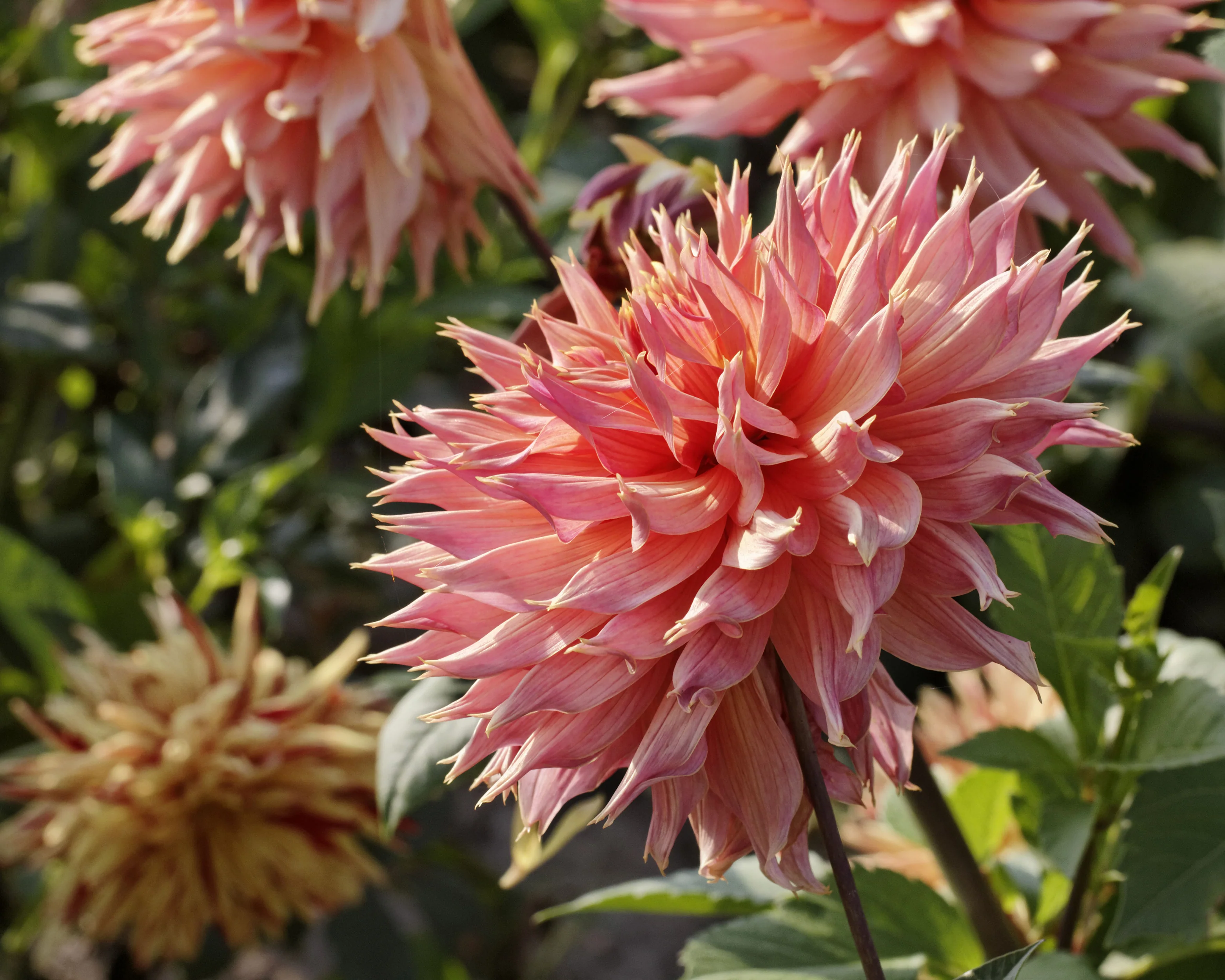 Dahlia 'Omega' - Image 8