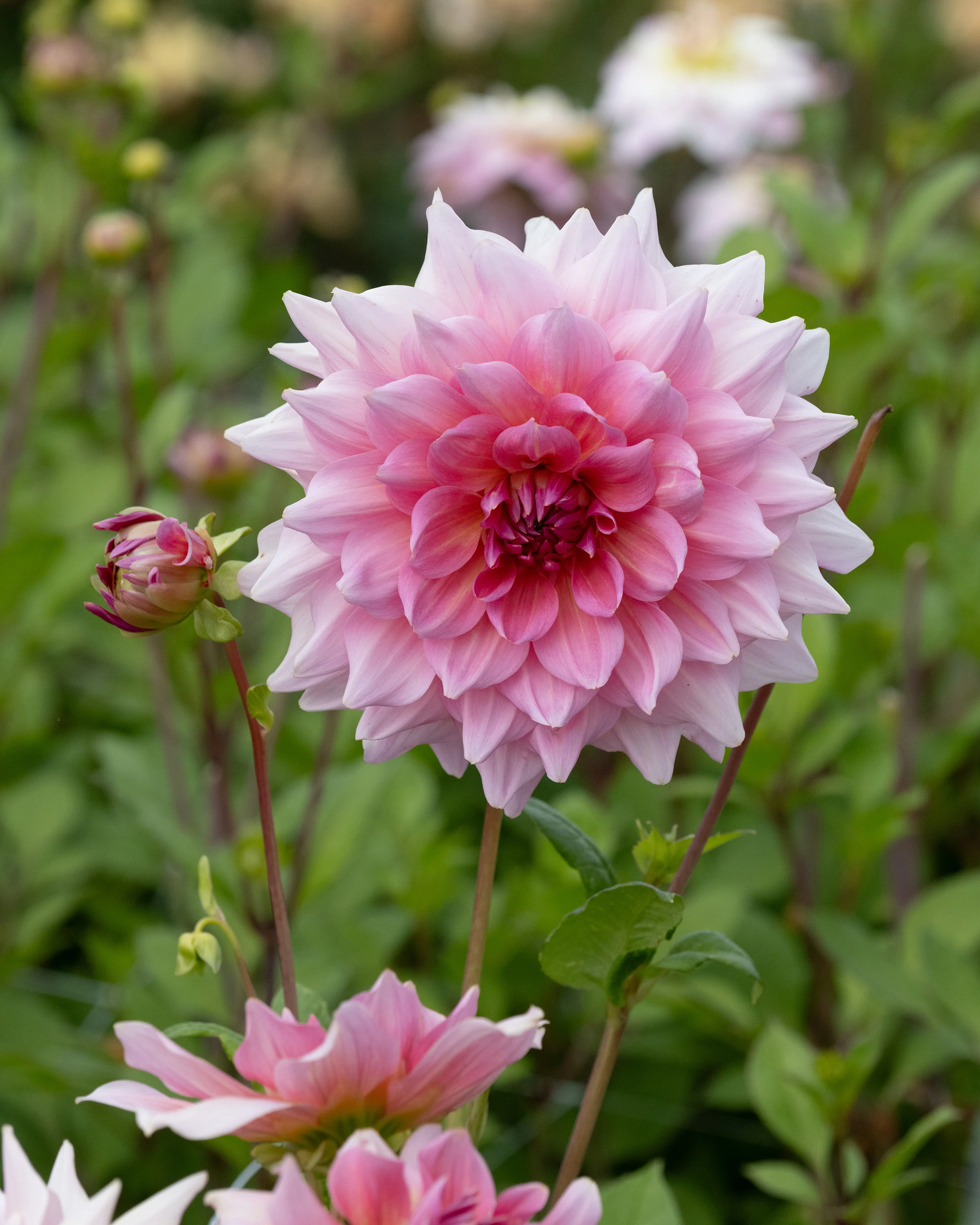 Dahlia 'Otto's Thrill' - Image 5