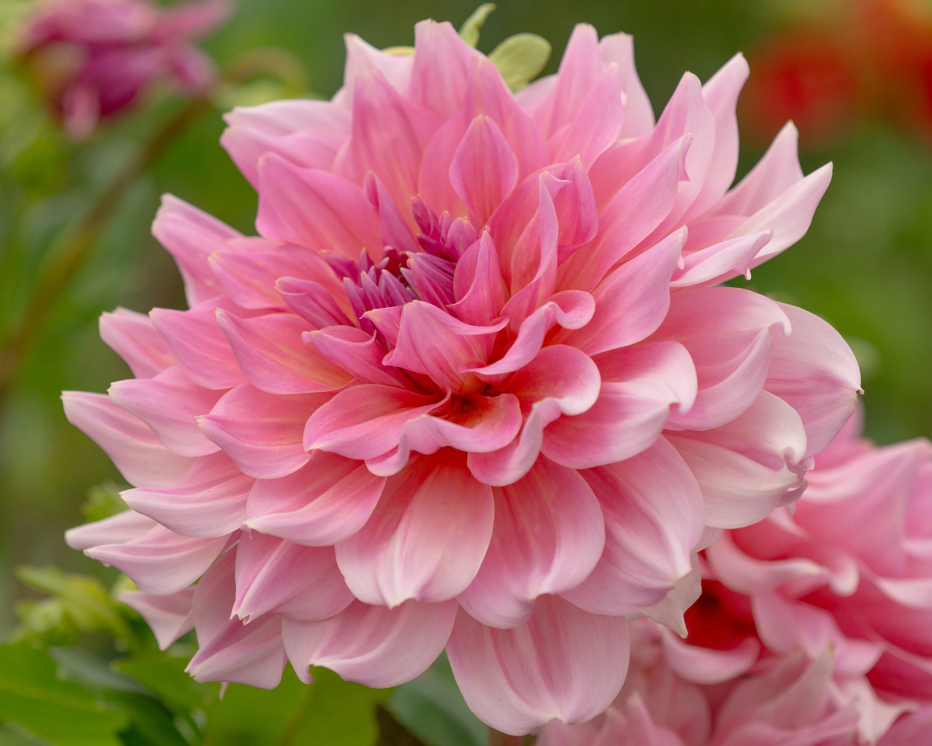Dahlia 'Otto's Thrill' - Image 6