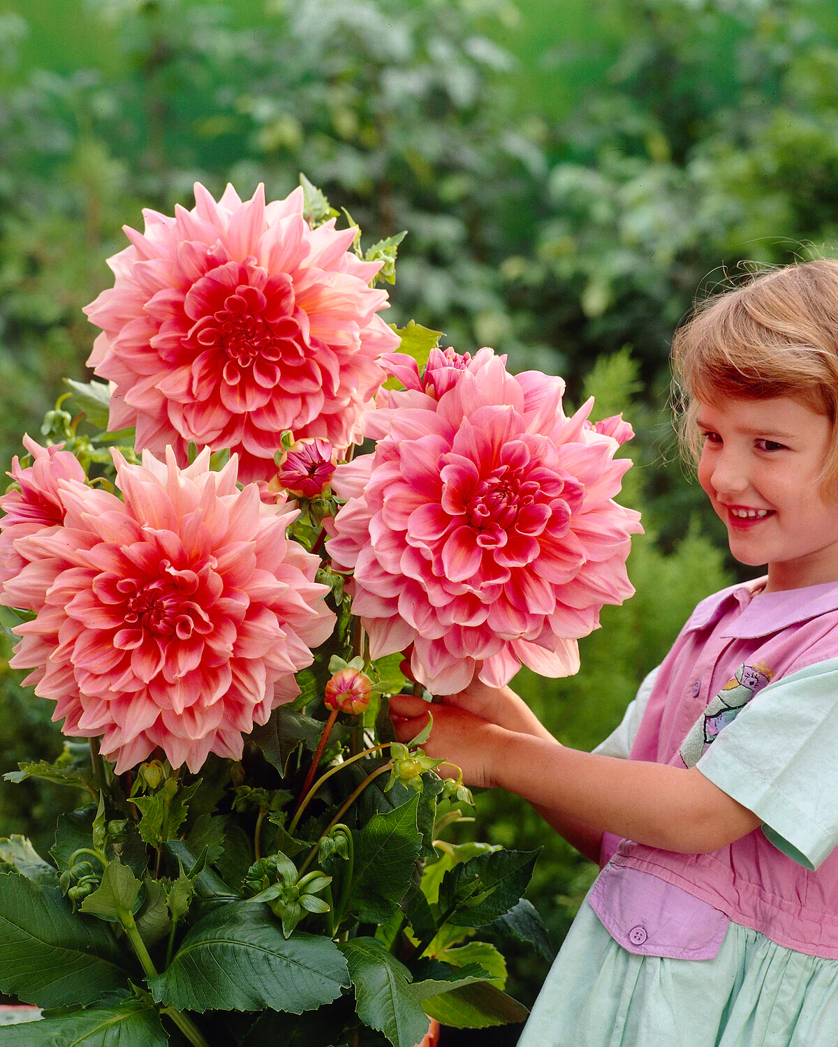 Dahlia 'Otto's Thrill' - Image 7