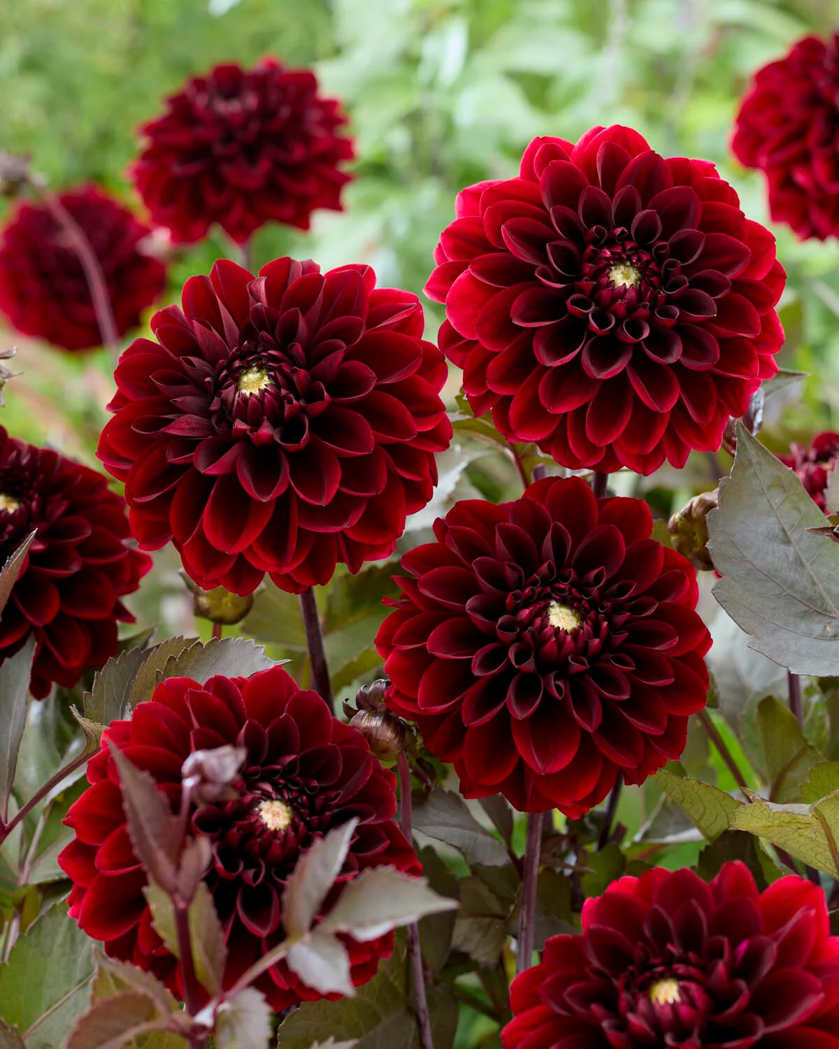 Dahlia 'Ozzy' - Image 4