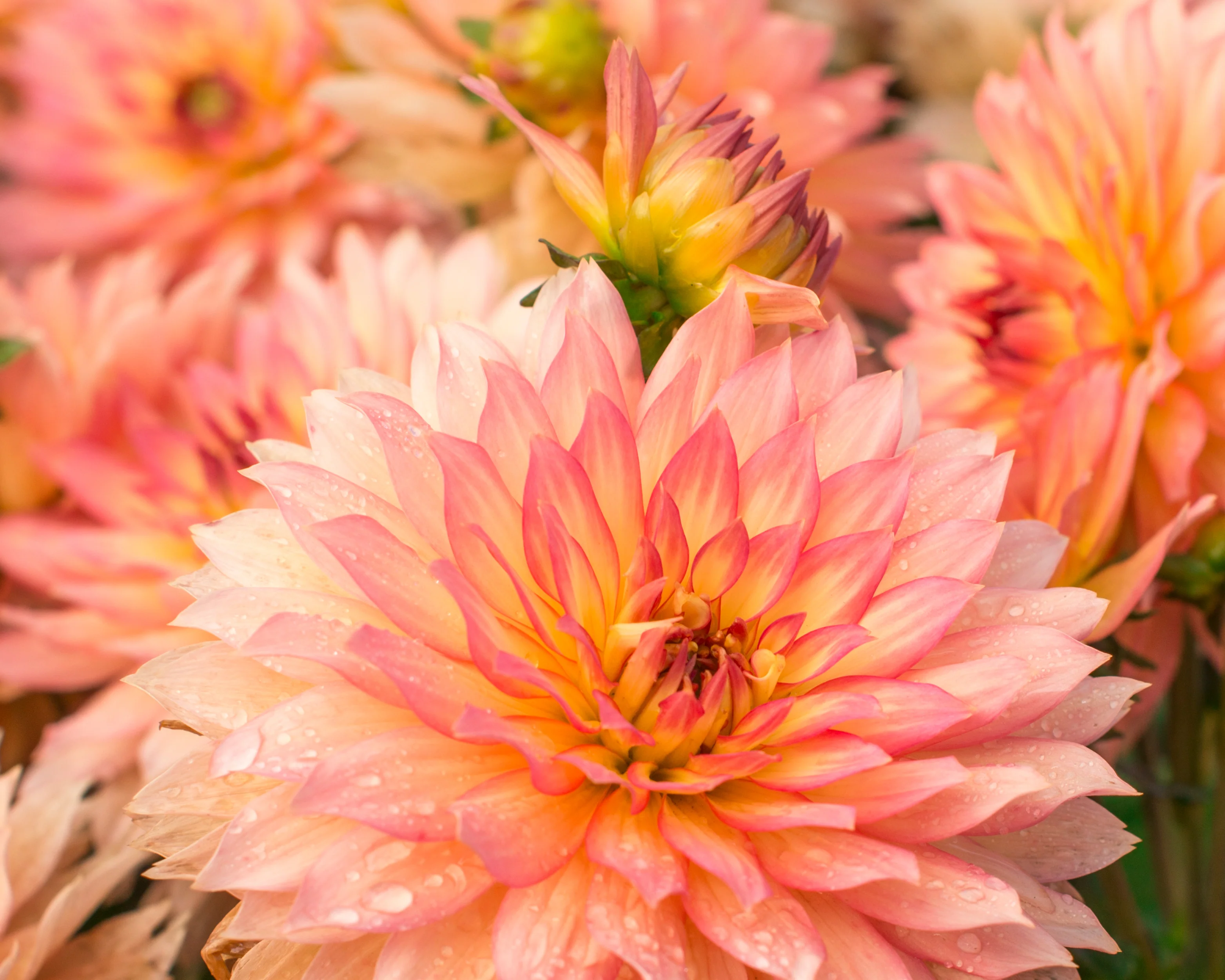 Dahlia 'Pablo' - Image 2