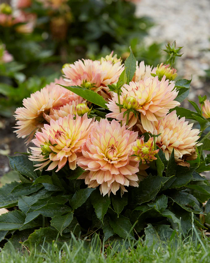 Dahlia 'Pablo' - Image 6