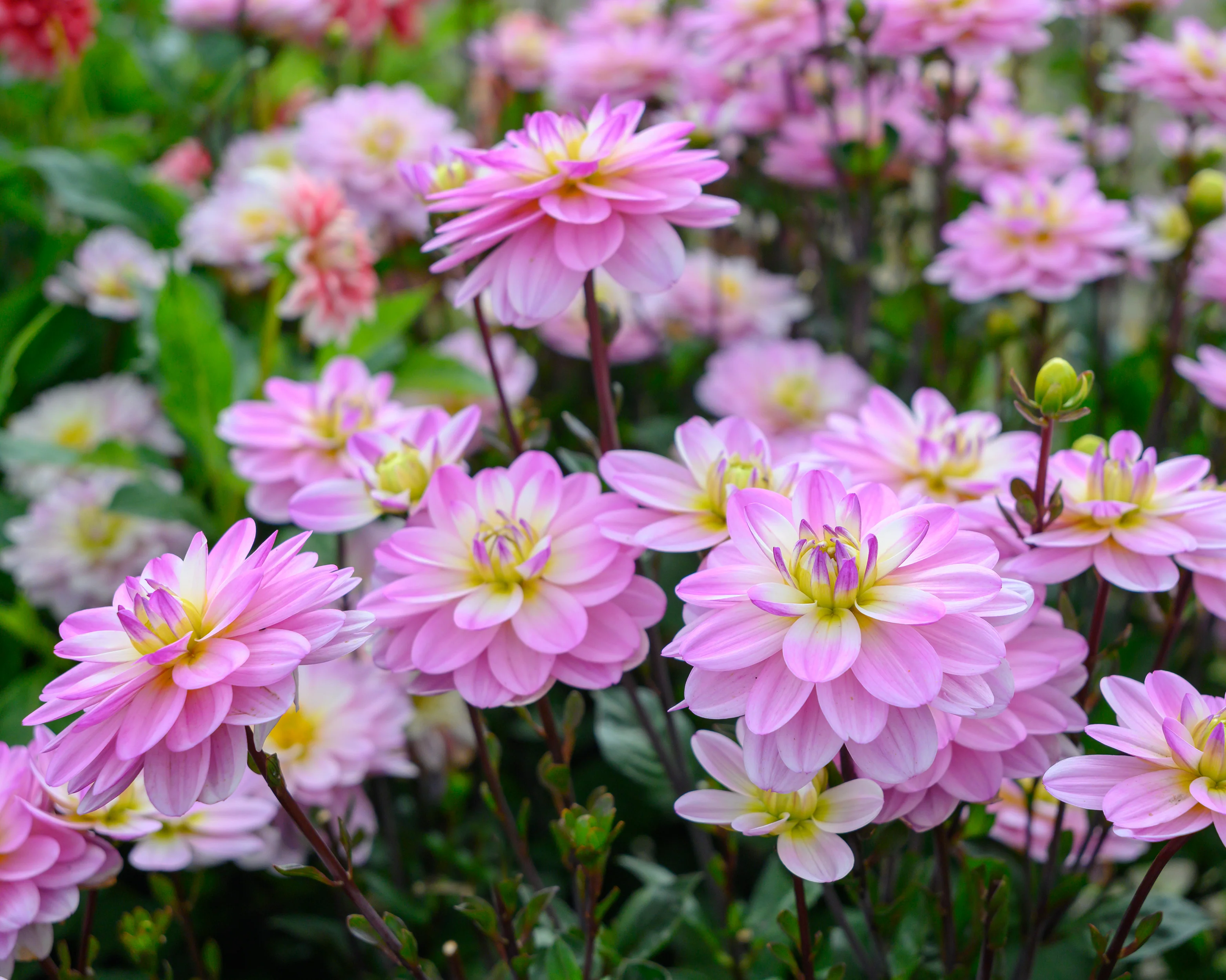Dahlia 'Pacific Jewel' - Image 3