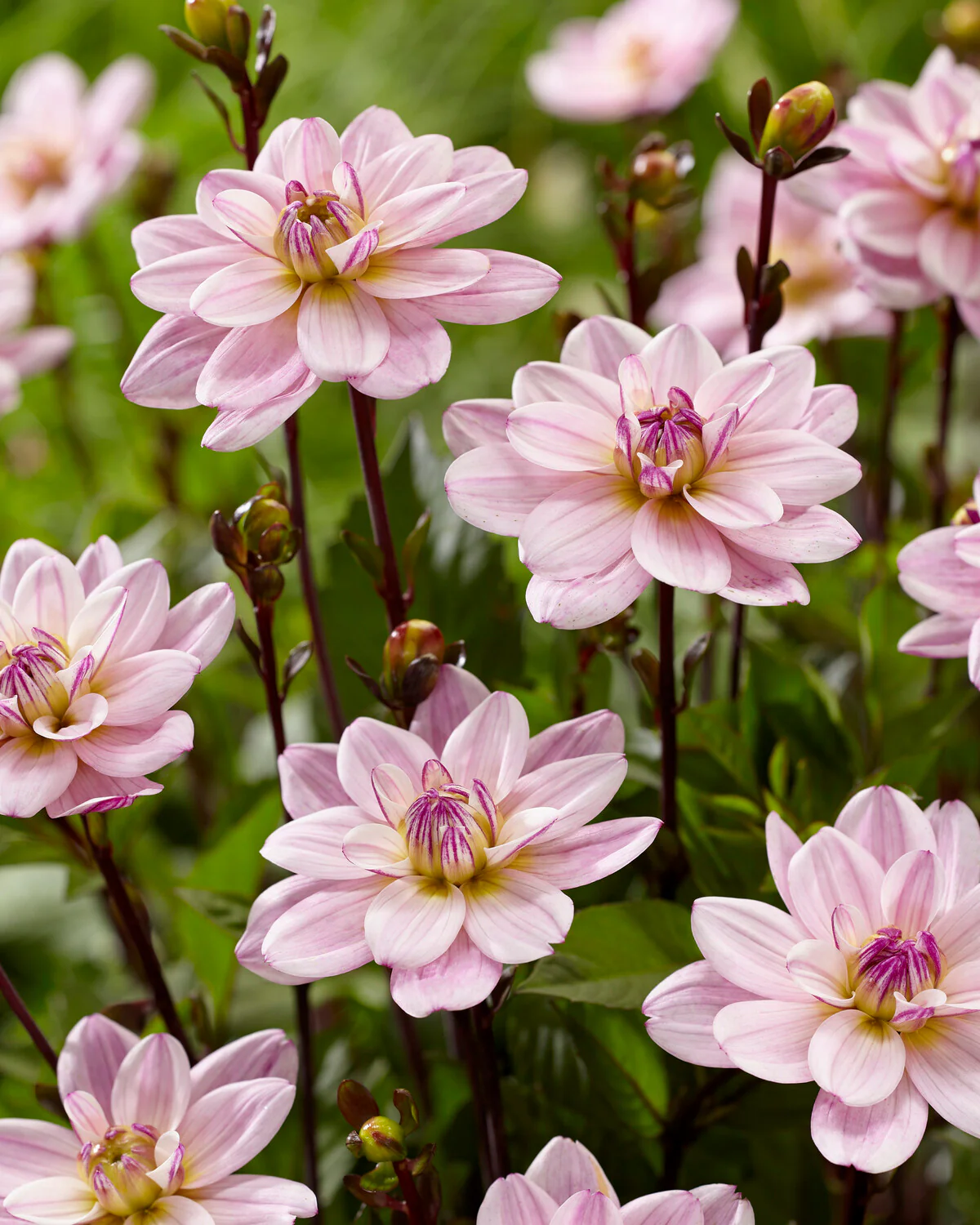 Dahlia 'Pacific Jewel' - Image 5