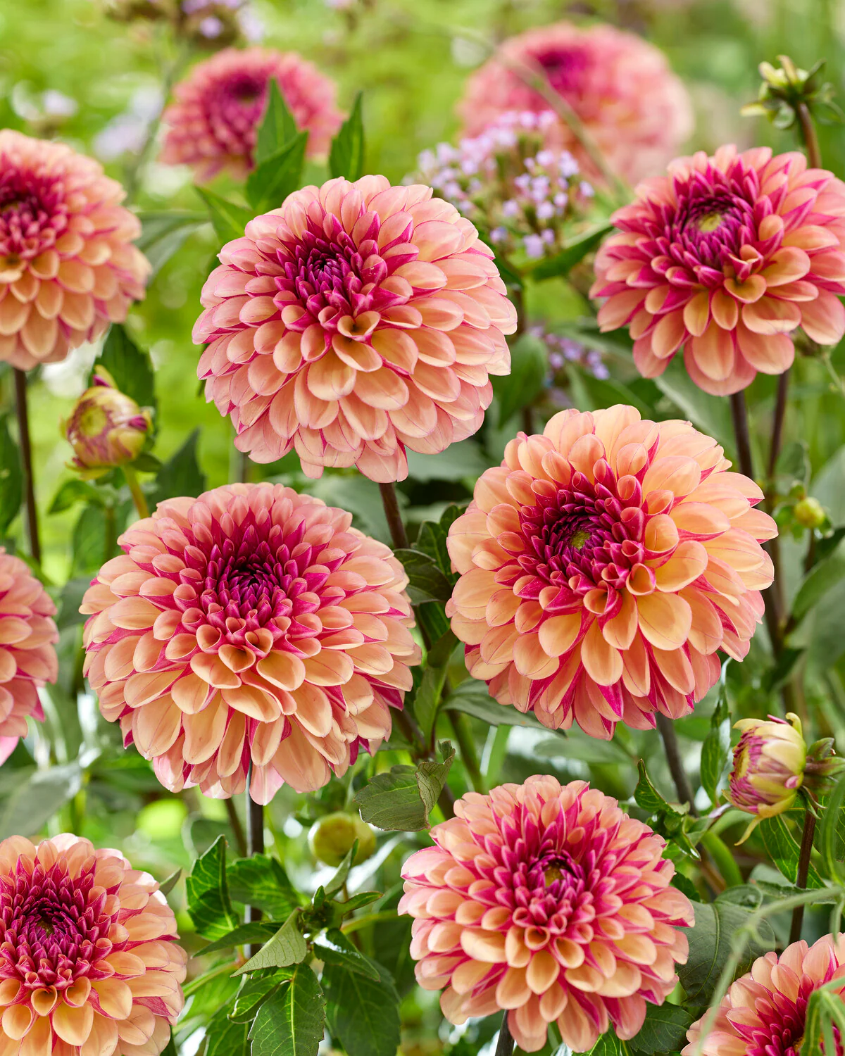 Dahlia 'Palmares' - Image 4