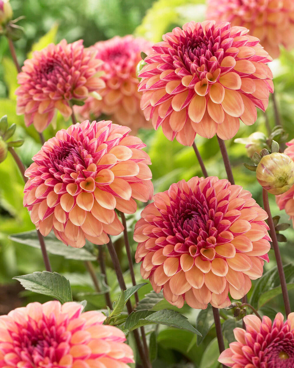Dahlia 'Palmares' - Image 6