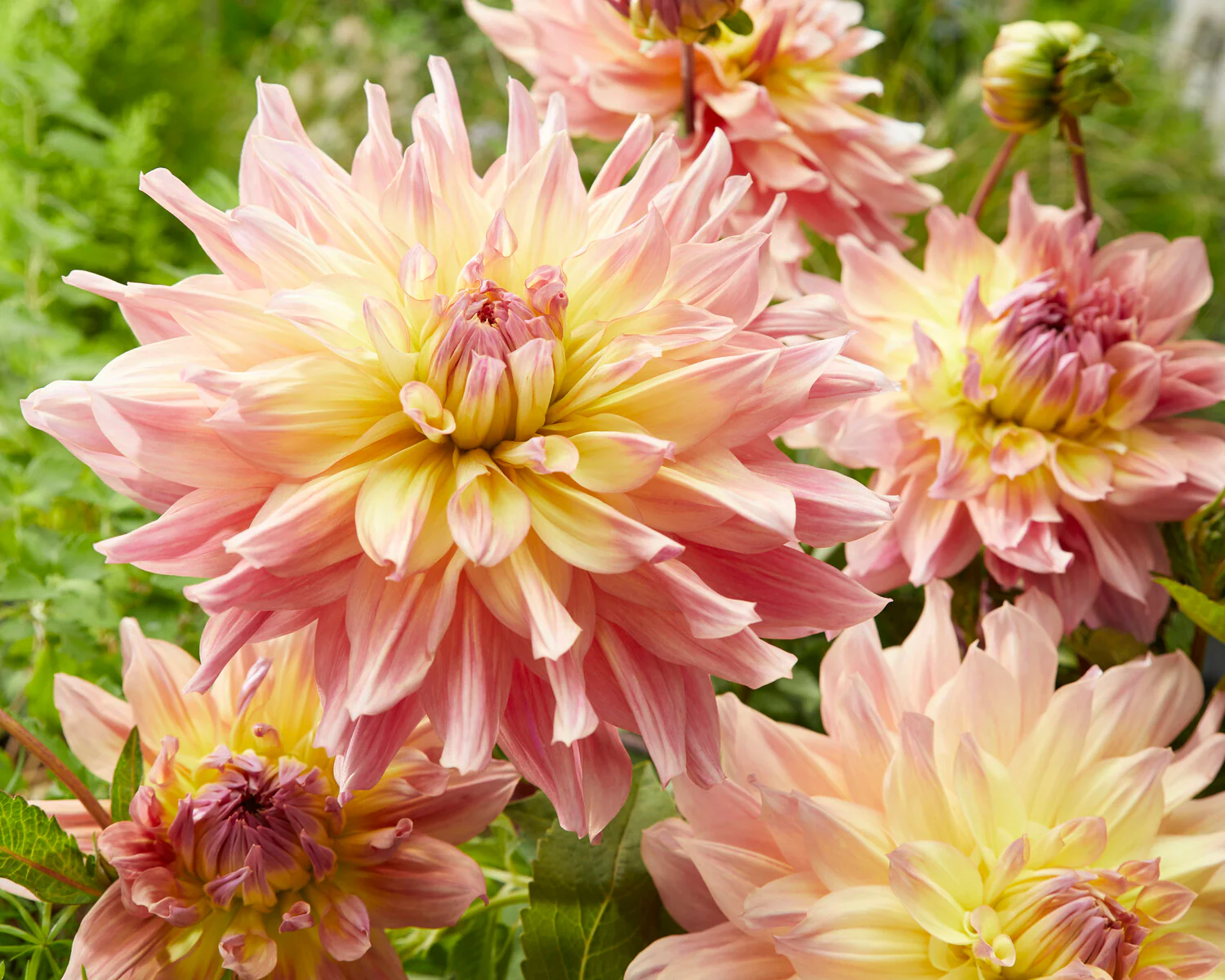 Dahlia 'Paso Doble Dancer' - Image 2
