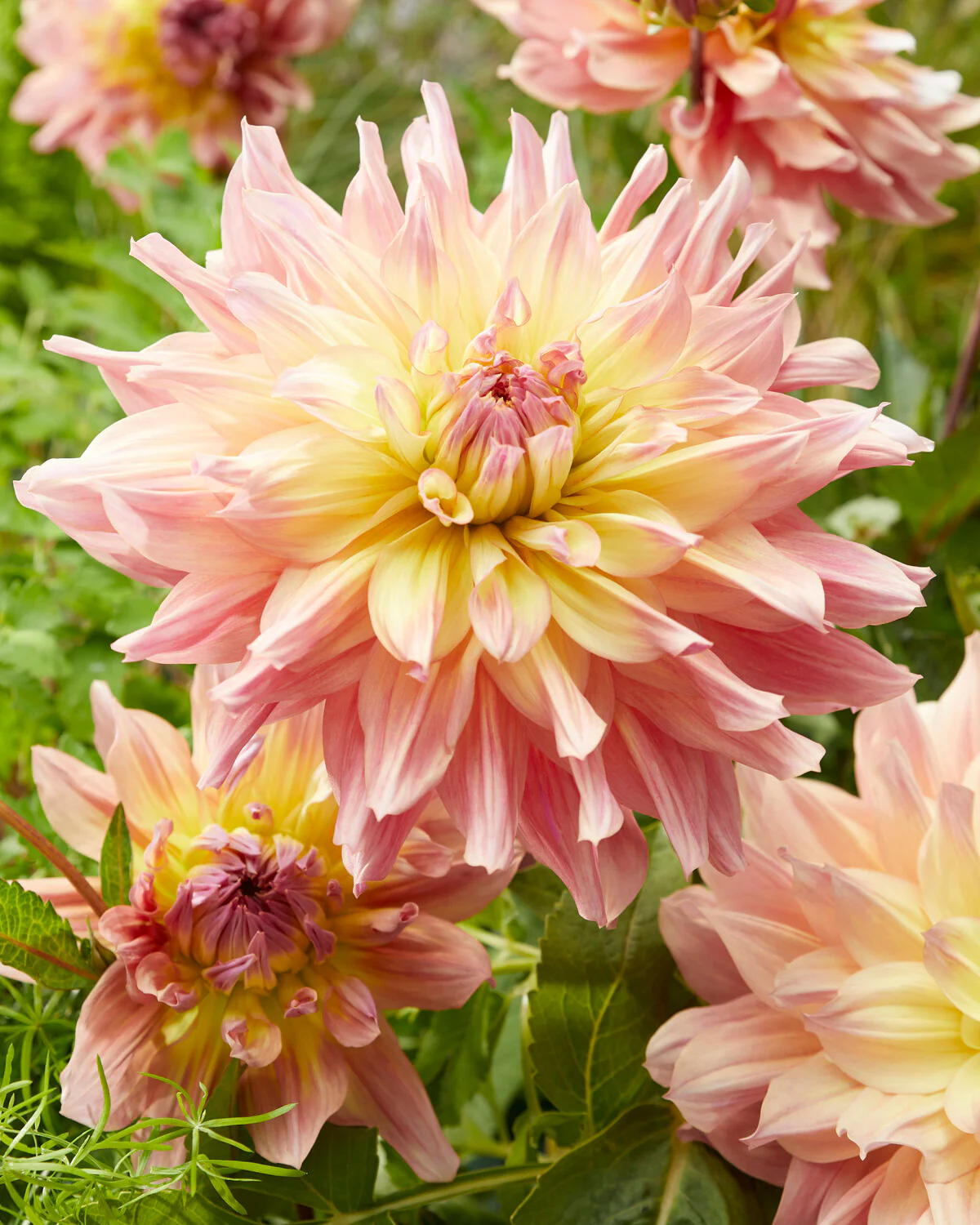 Dahlia 'Paso Doble Dancer' - Image 4
