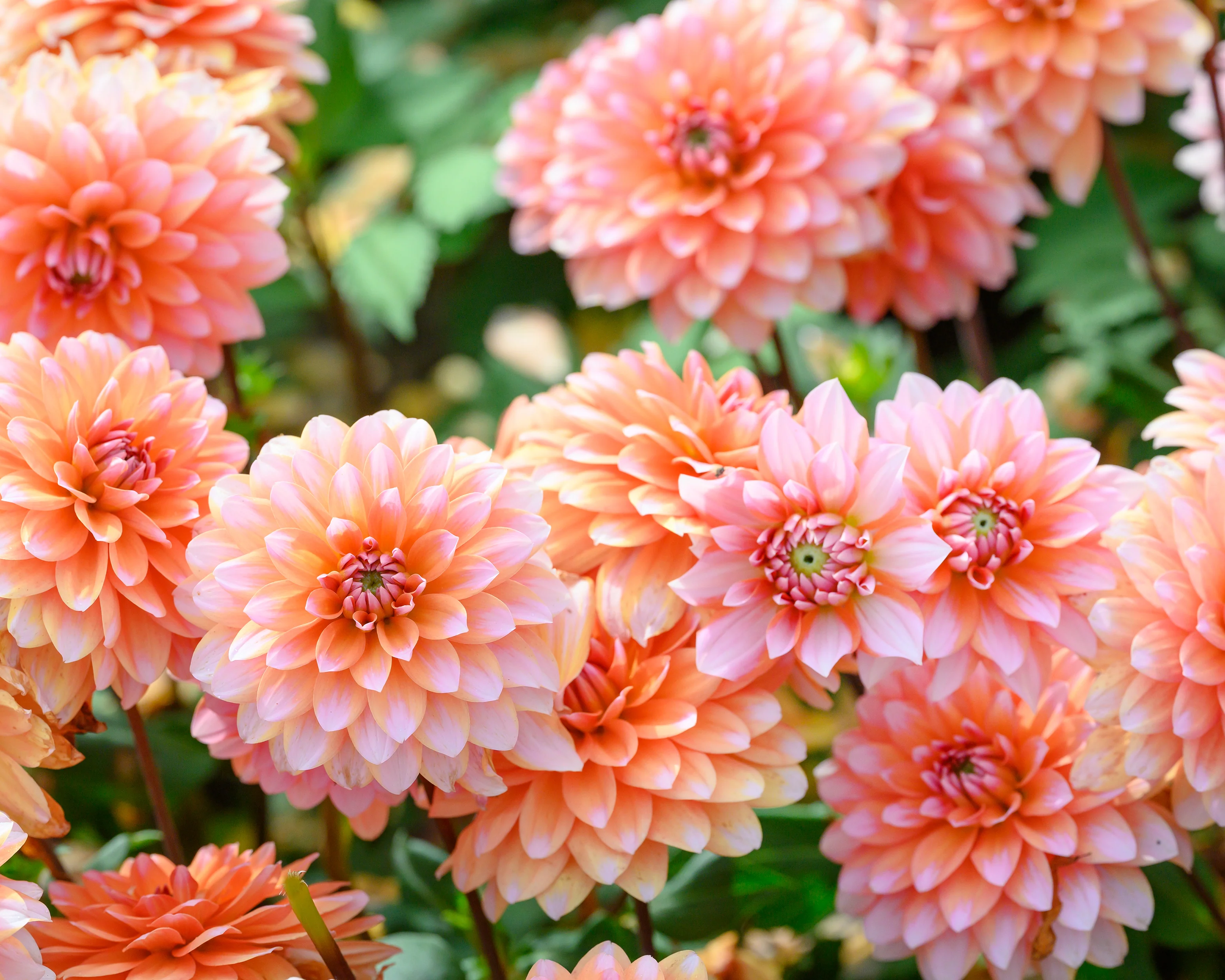 Dahlia 'Peaches and Vanilla' - Image 2