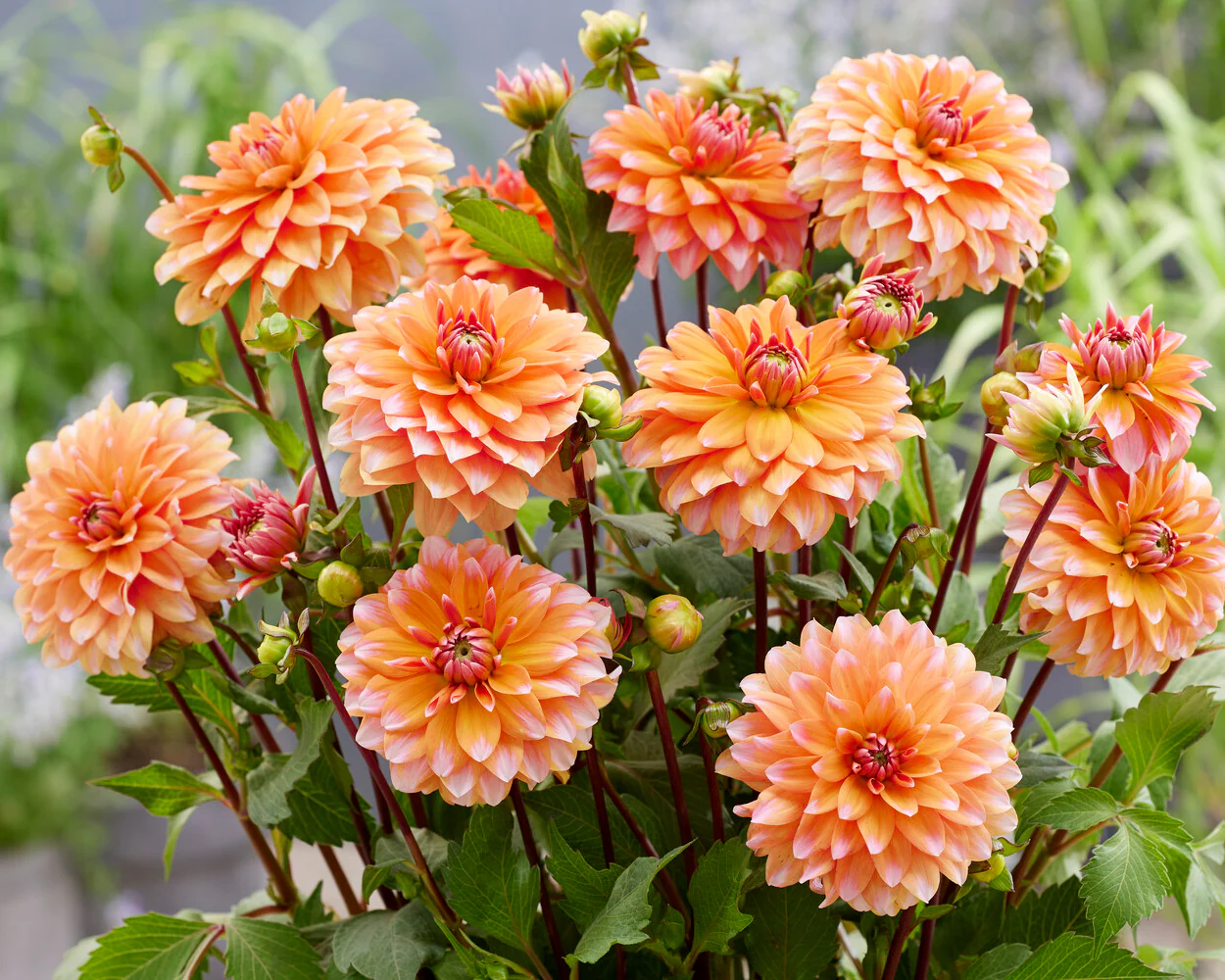 Dahlia 'Peaches and Vanilla' - Image 3