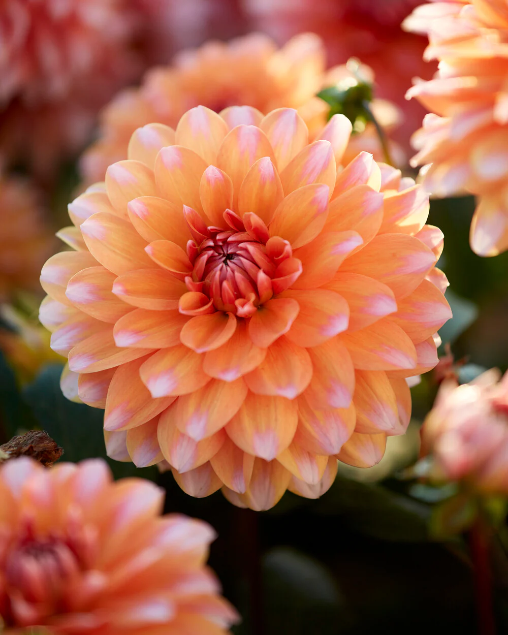 Dahlia 'Peaches and Vanilla' - Image 5