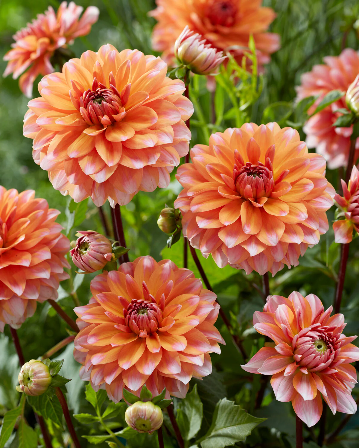 Dahlia 'Peaches and Vanilla' - Image 7
