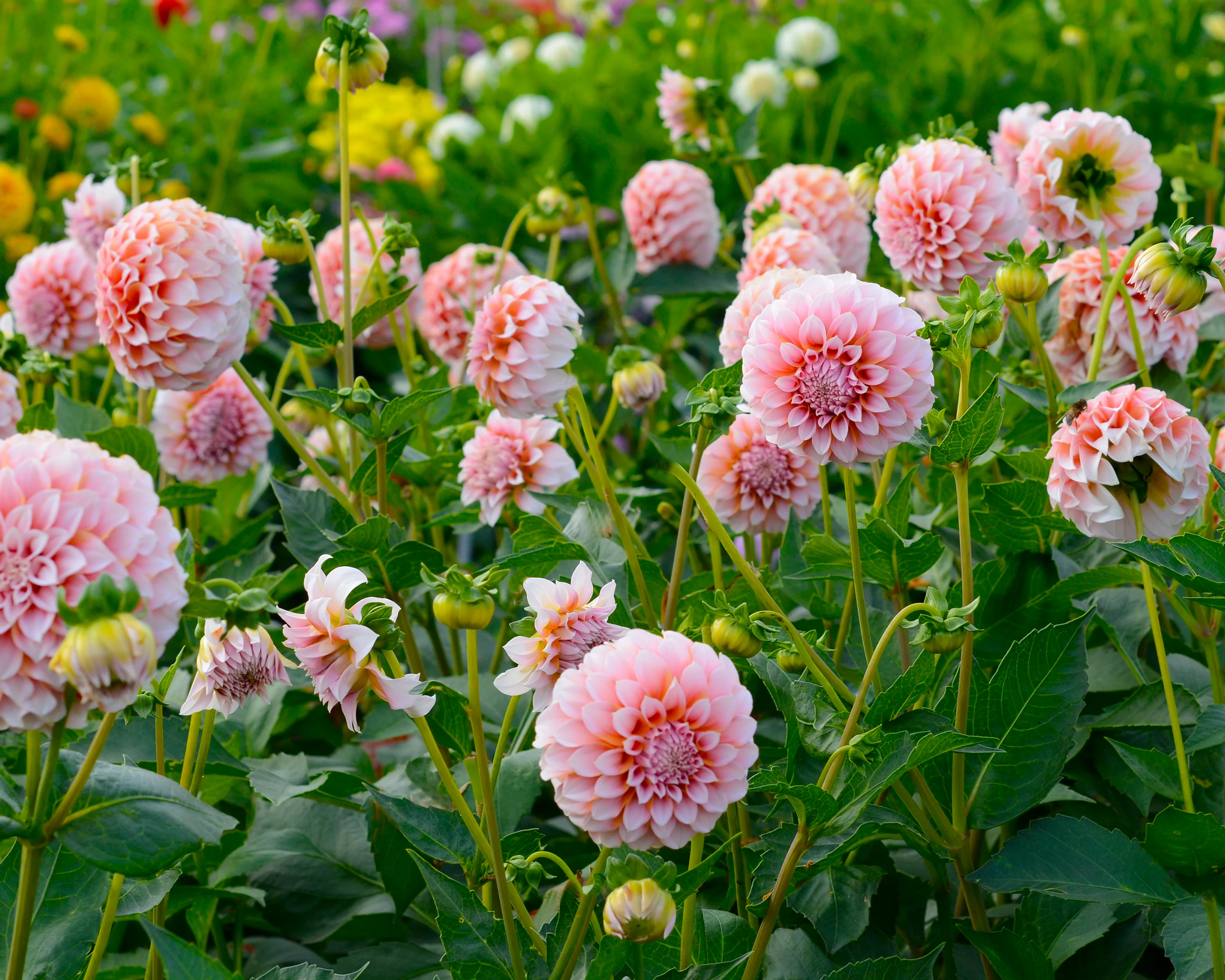 Dahlia 'Peaches' - Image 7