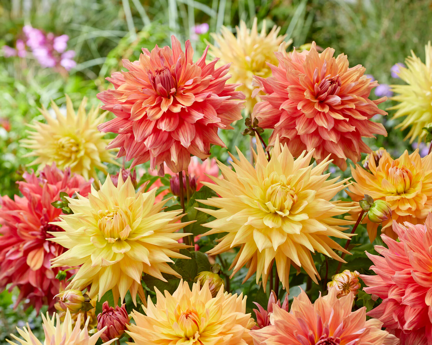 Dahlia 'Penhill Autumn Shade' - Image 3