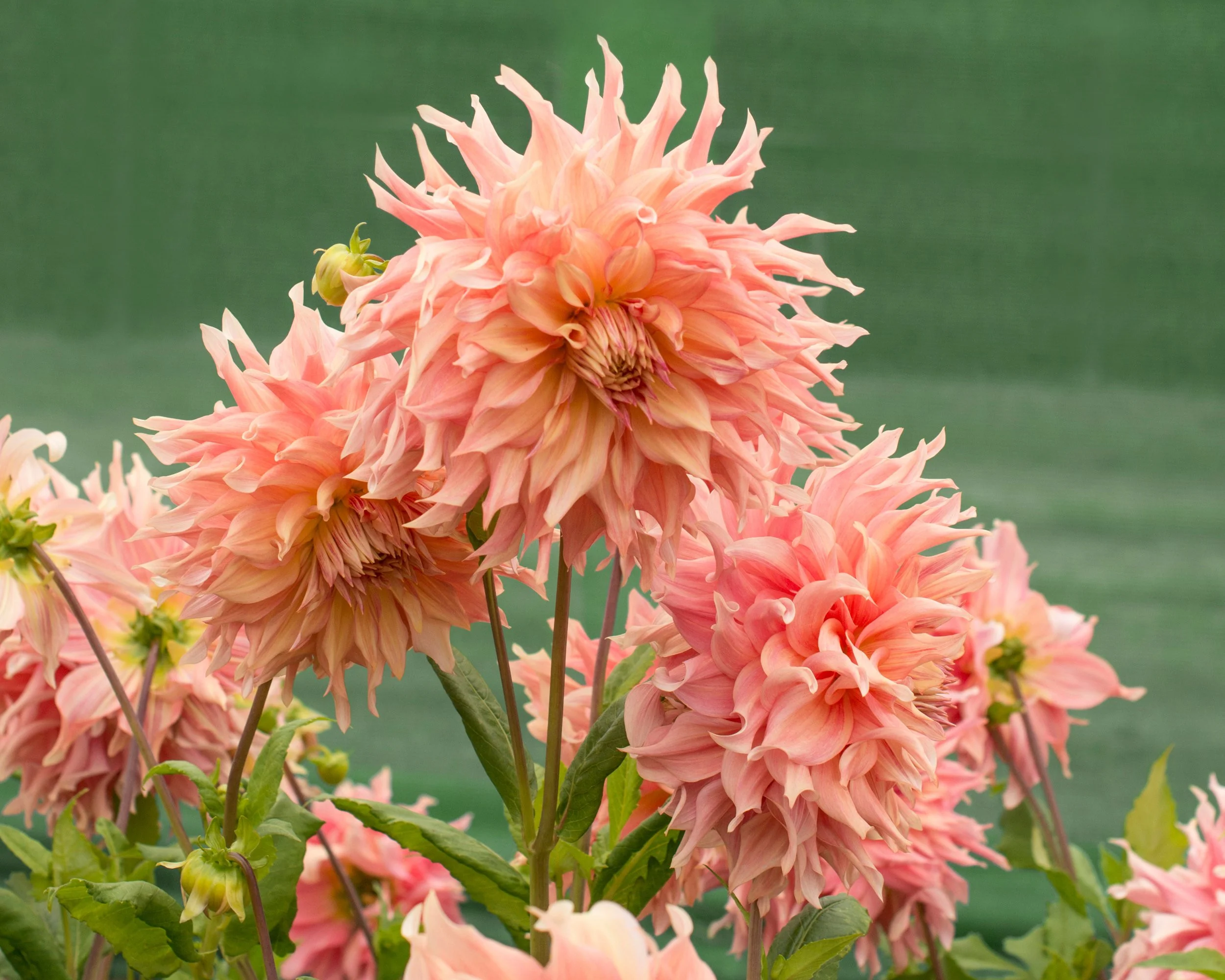 Dahlia 'Penhill Watermelon' - Image 3