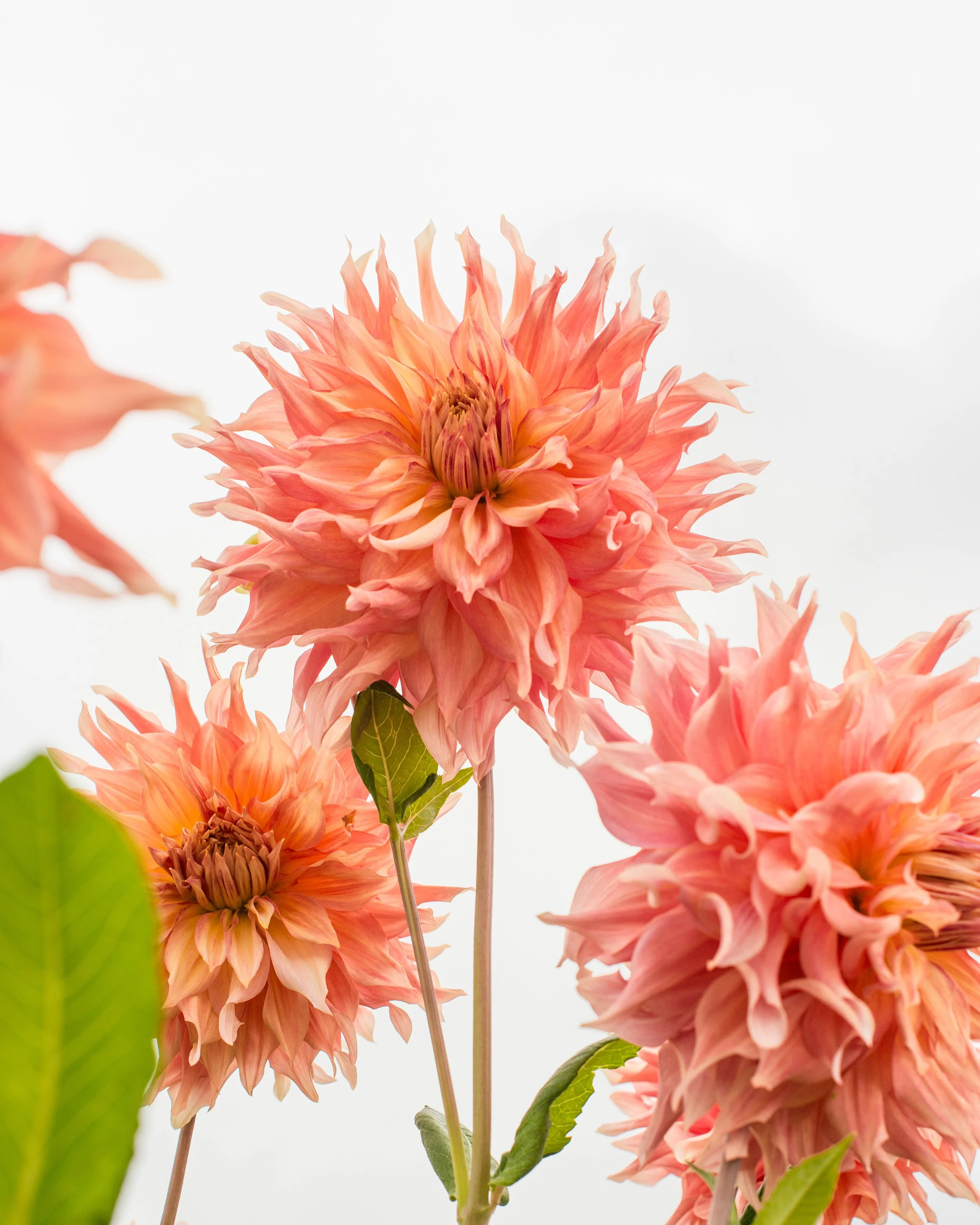 Dahlia 'Penhill Watermelon' - Image 4