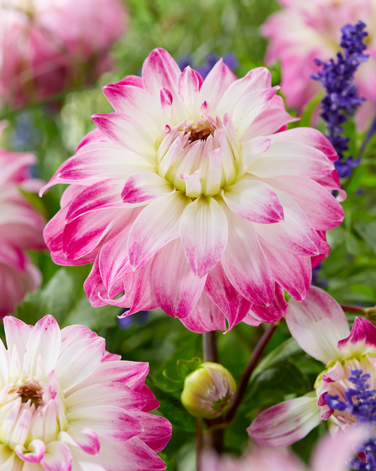 Dahlia 'Pink Petticoat' - Image 4