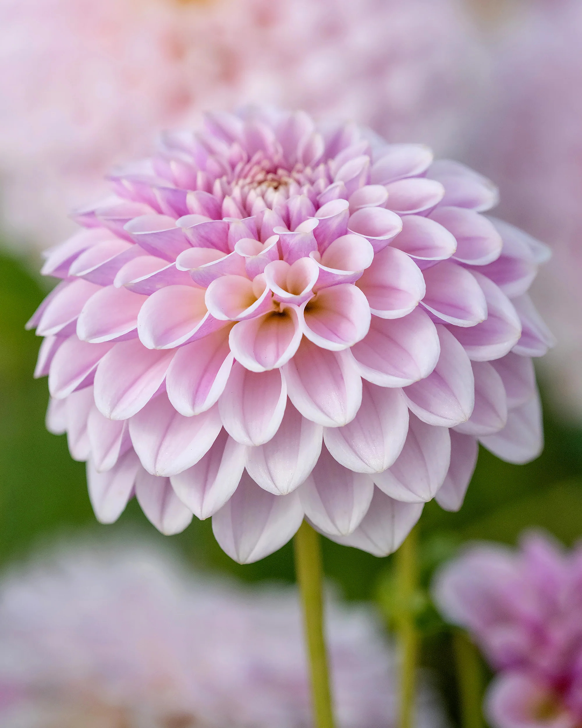 Dahlia 'Pink Silk' - Image 2