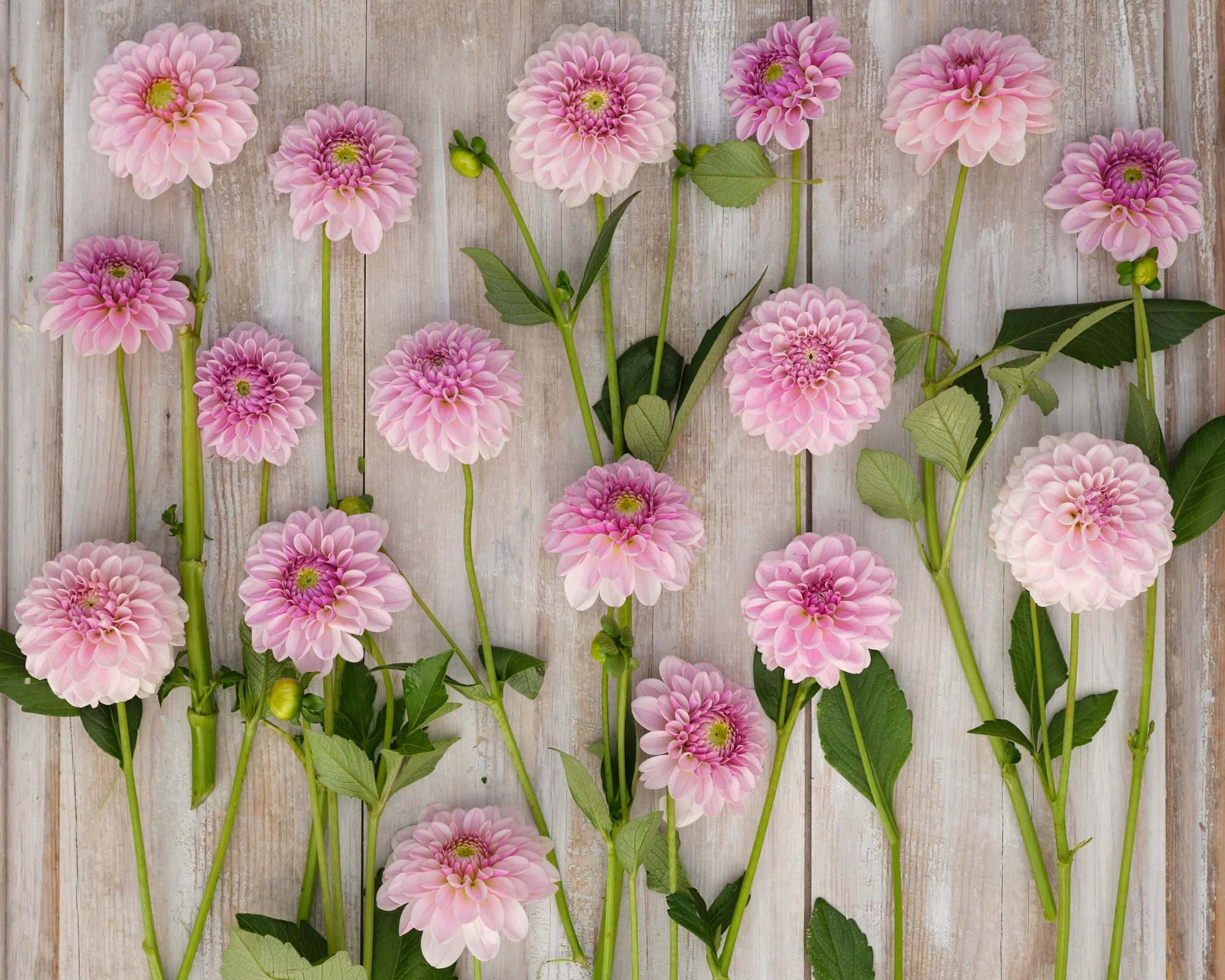 Dahlia 'Pink Silk' - Image 4