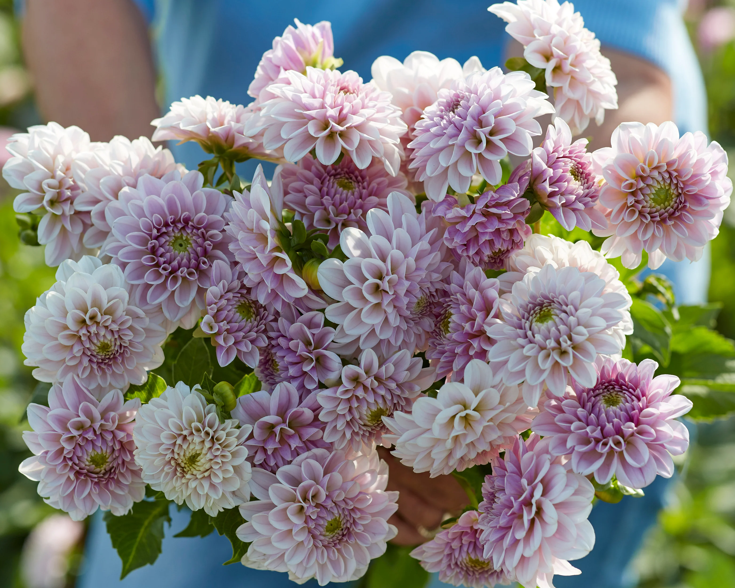 Dahlia 'Pink Silk' - Image 5