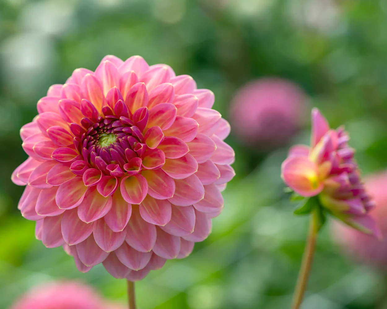 Dahlia 'Pink Suffusion' - Image 2
