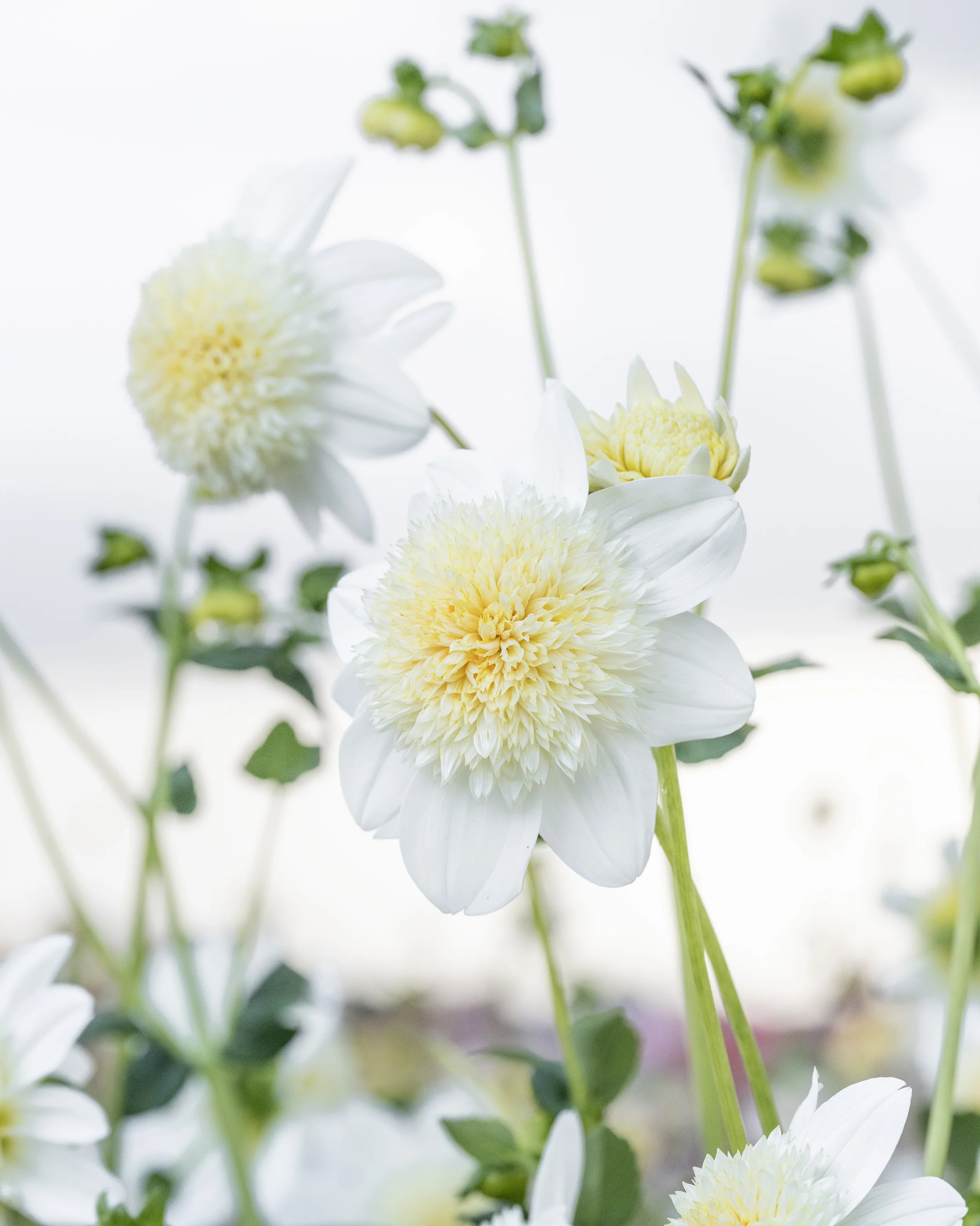 Dahlia 'Platinum Blonde' - Image 3
