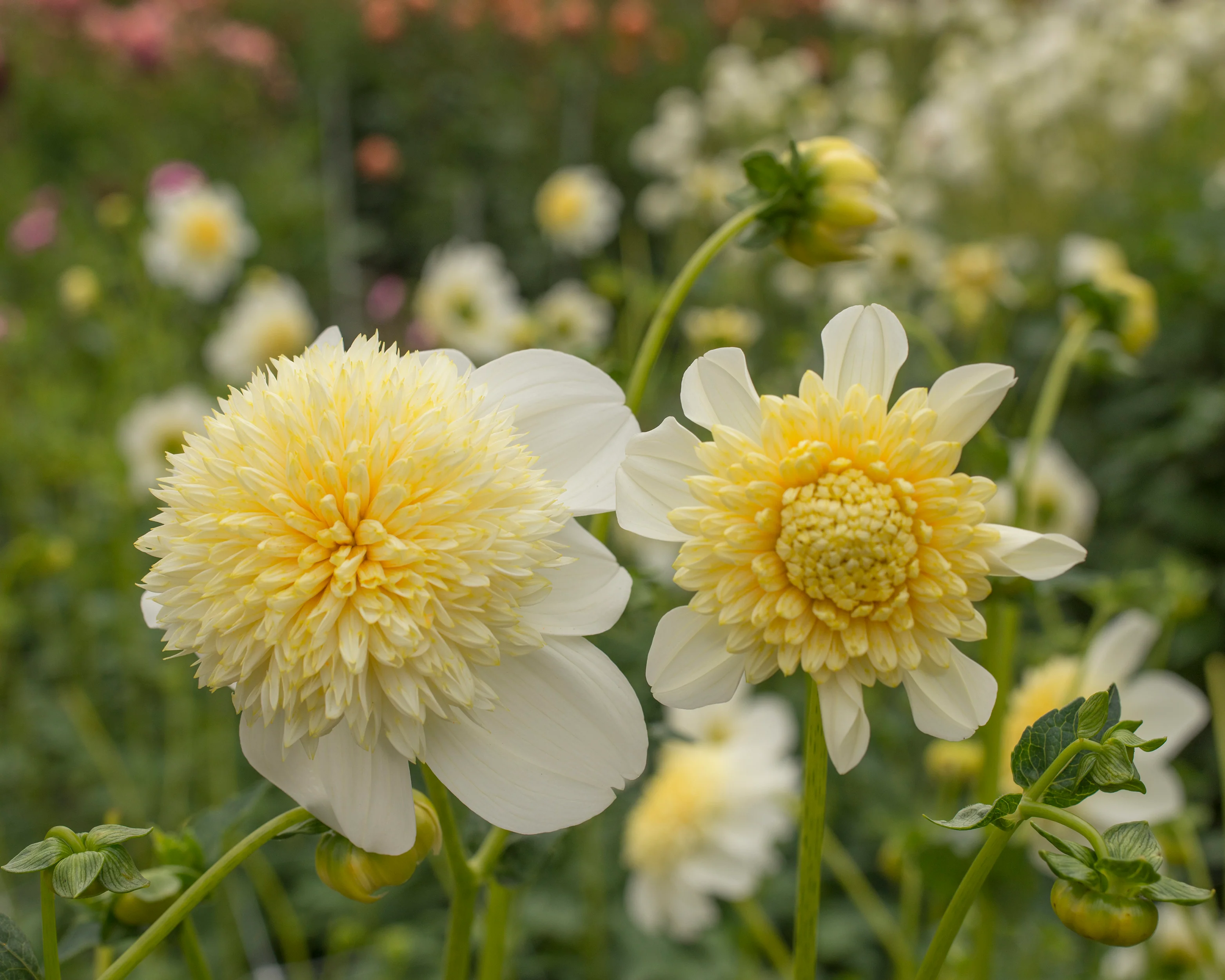 Dahlia 'Platinum Blonde' - Image 5