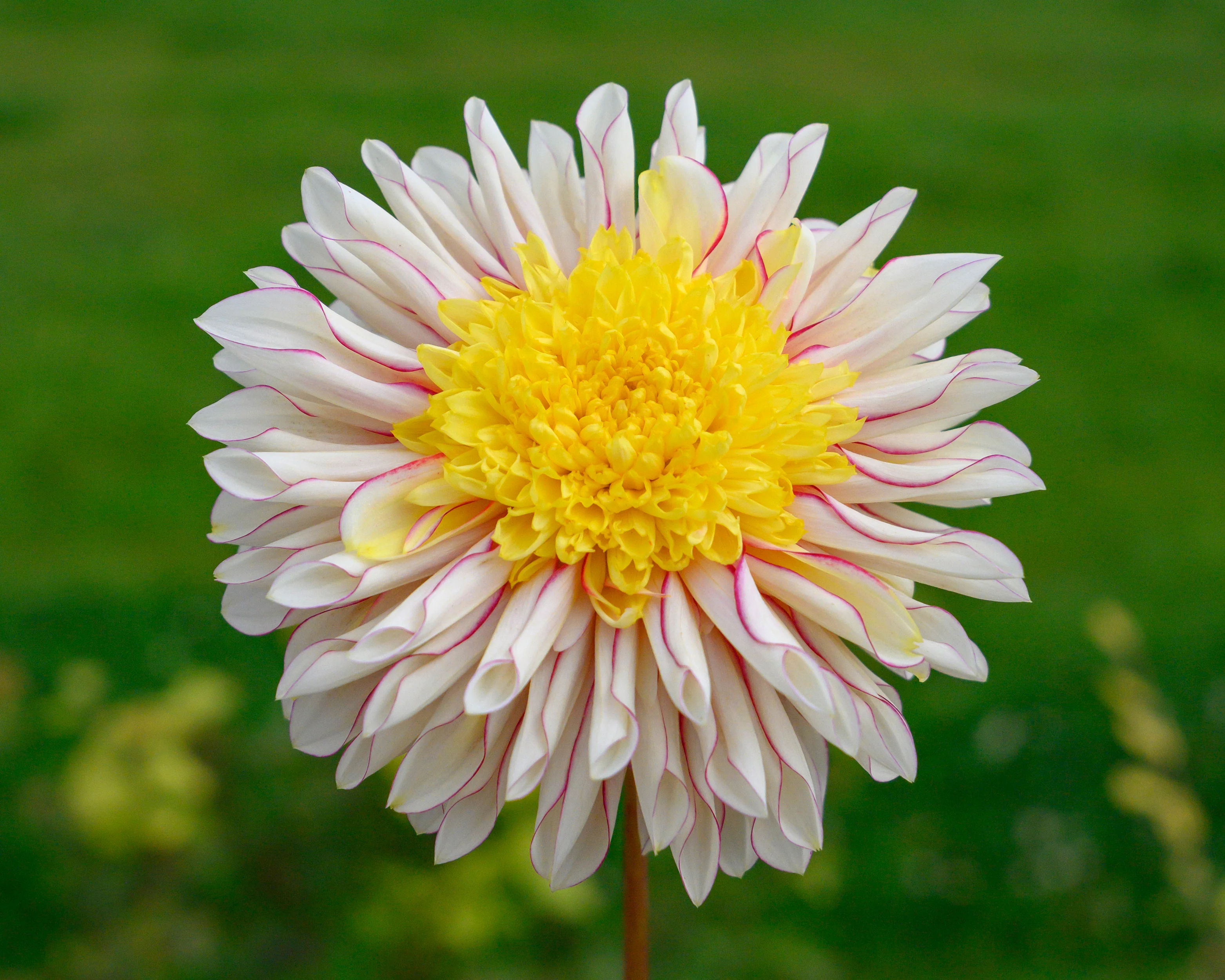 Dahlia 'Polka' - Image 6