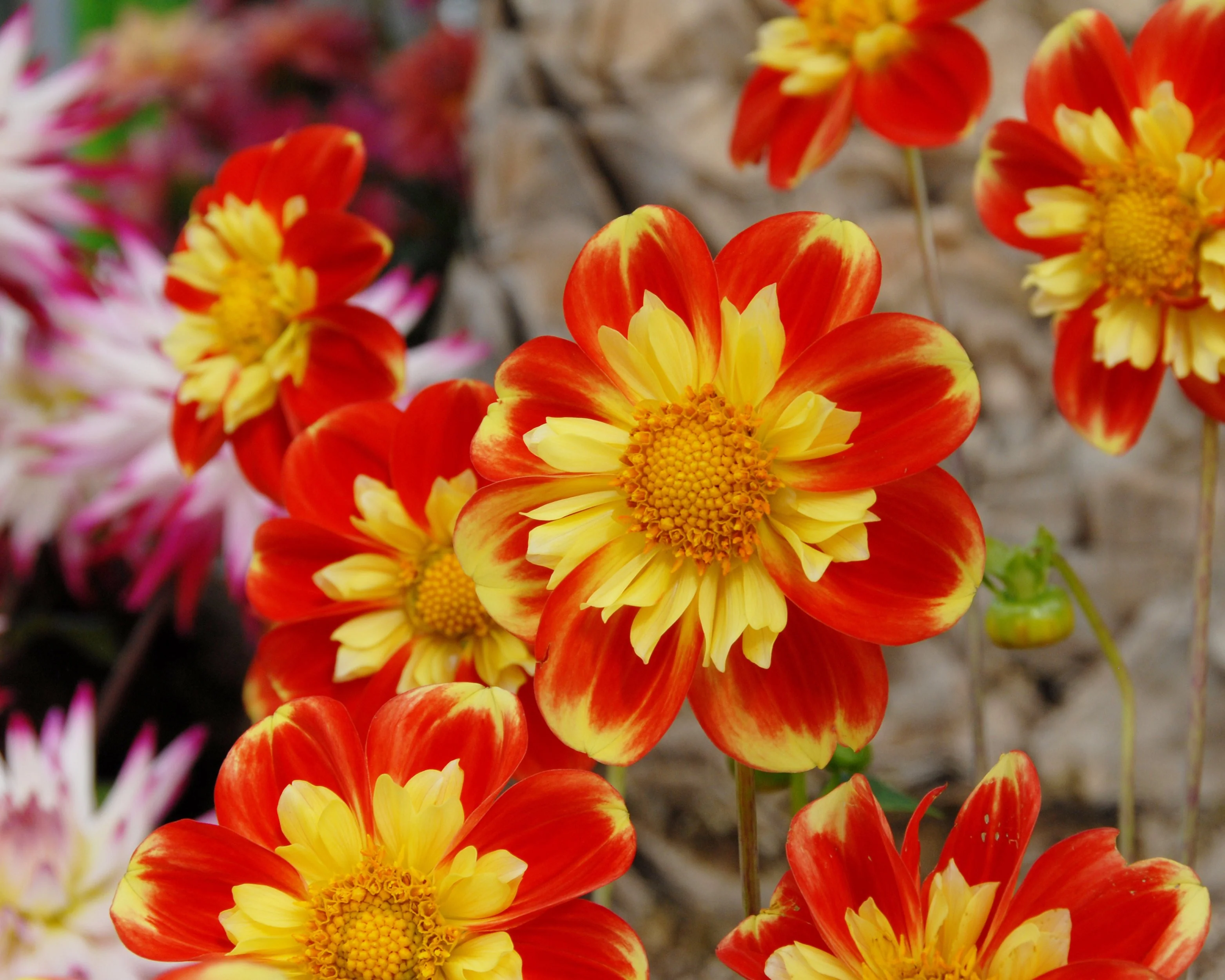 Dahlia 'Pooh Swan Island' - Image 3