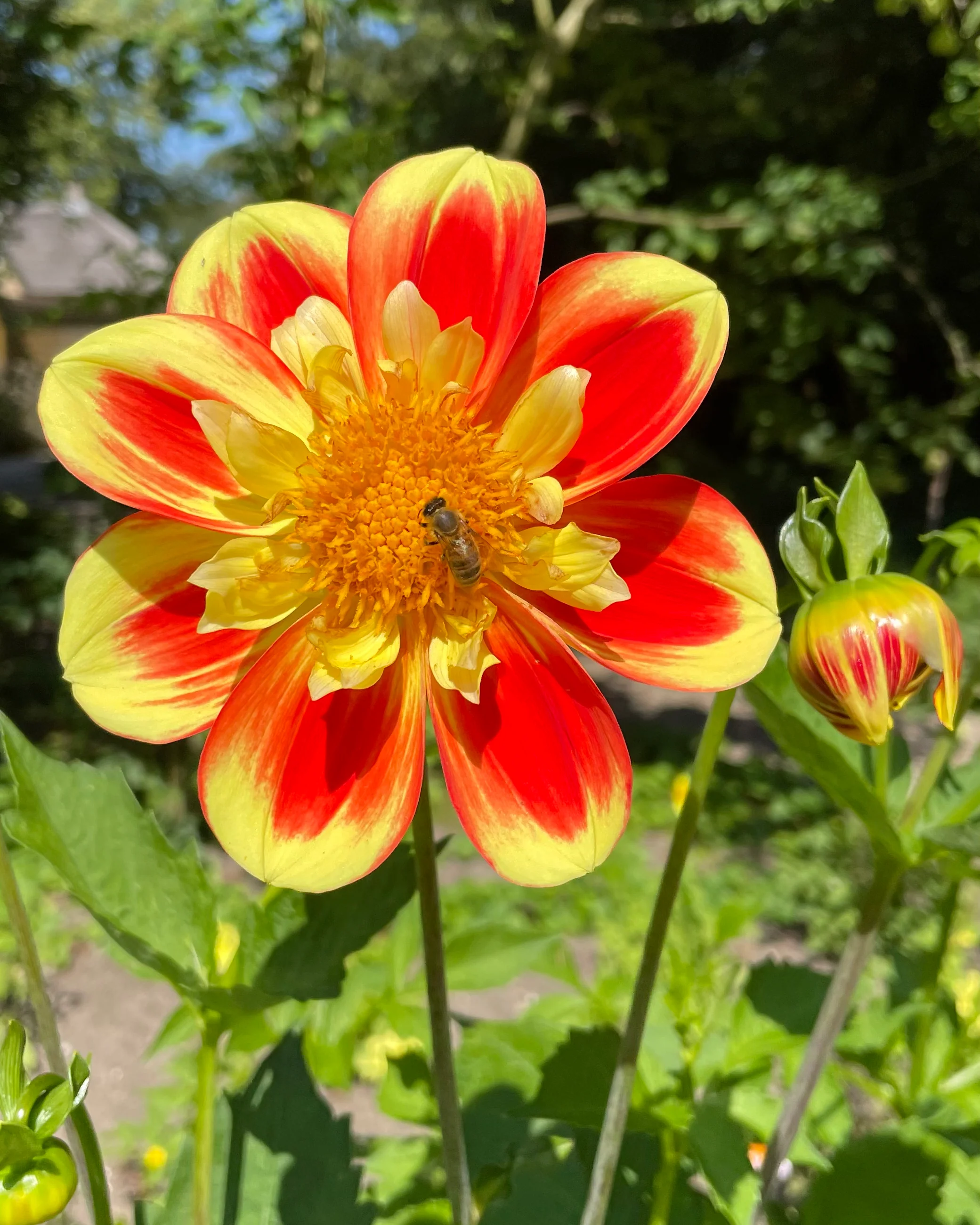 Dahlia 'Pooh Swan Island' - Image 5