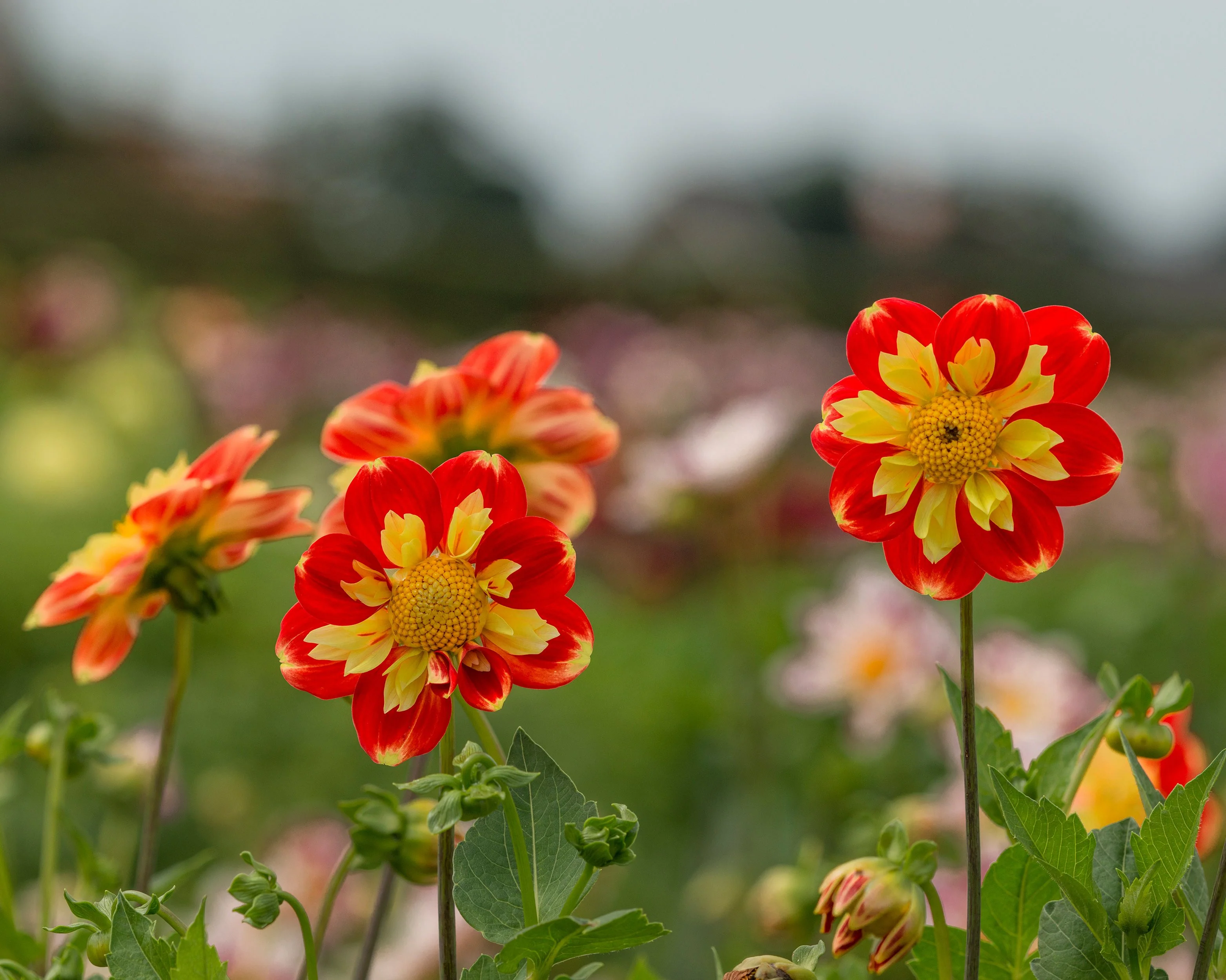 Dahlia 'Pooh Swan Island' - Image 6