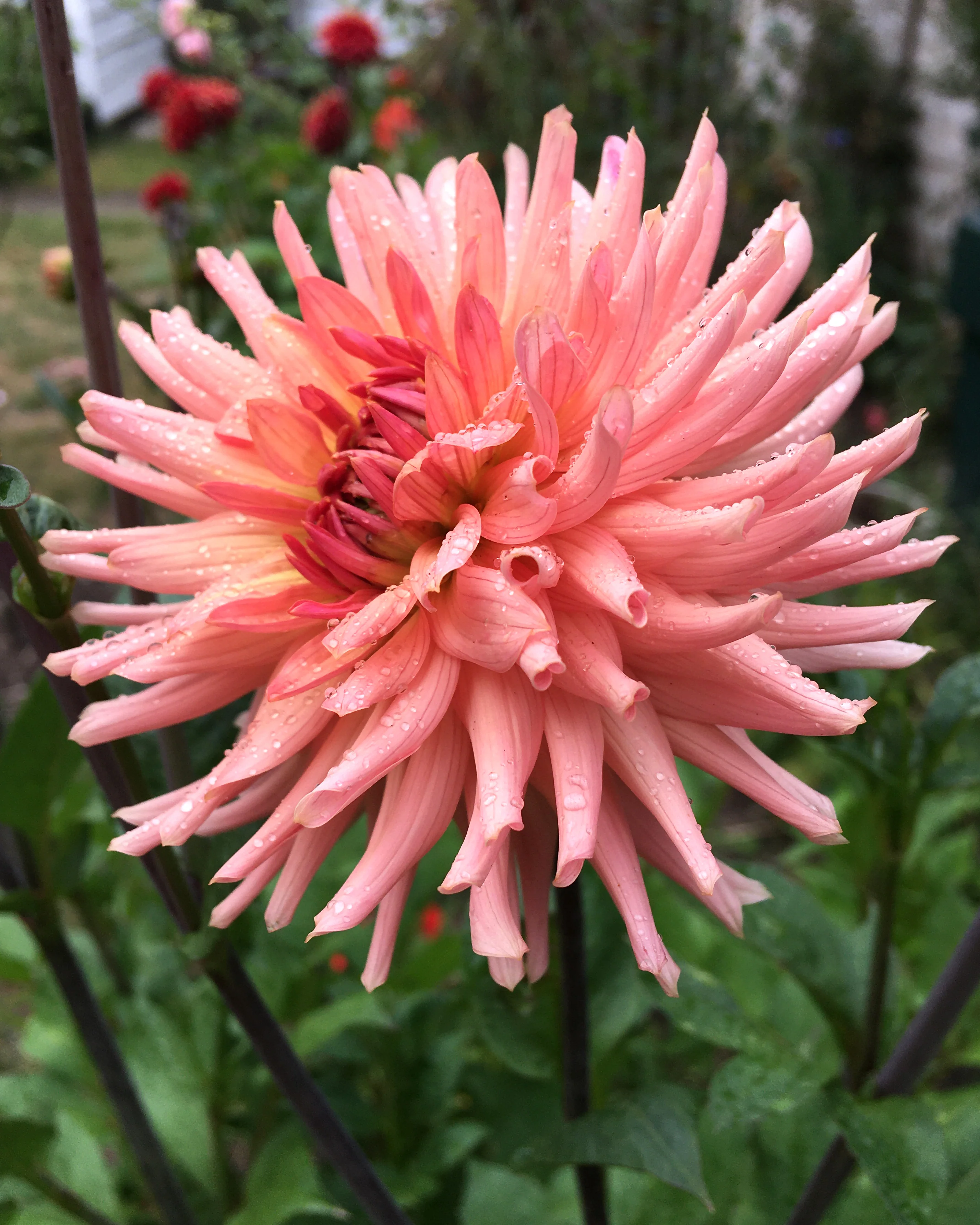 Dahlia 'Preference' - Image 2