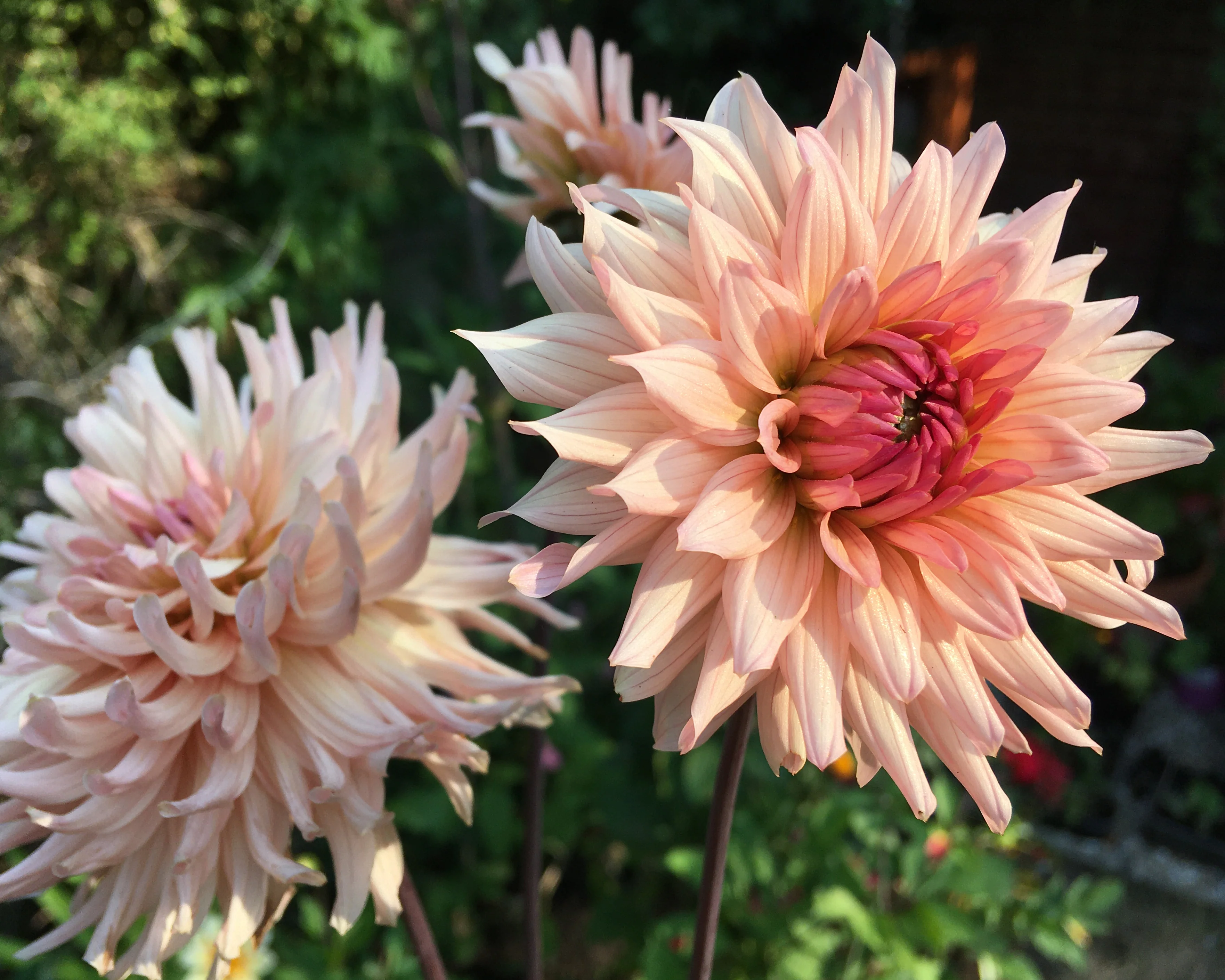 Dahlia 'Preference' - Image 4