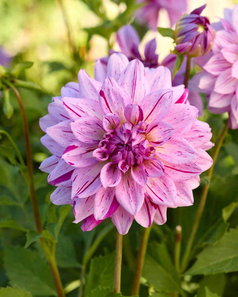 Dahlia 'Prince Valiant' - Image 3