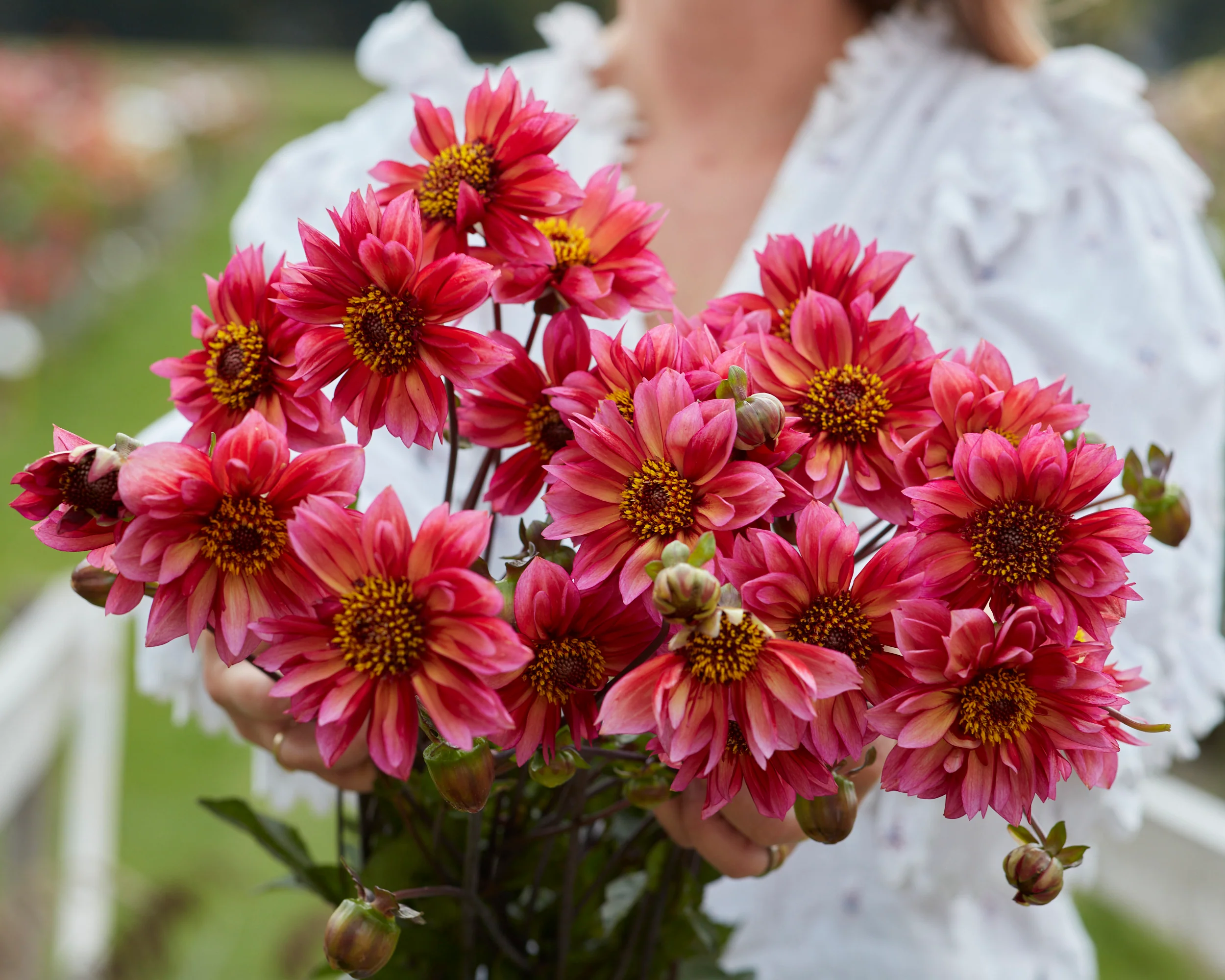 Dahlia 'Princess Nadine' - Image 3