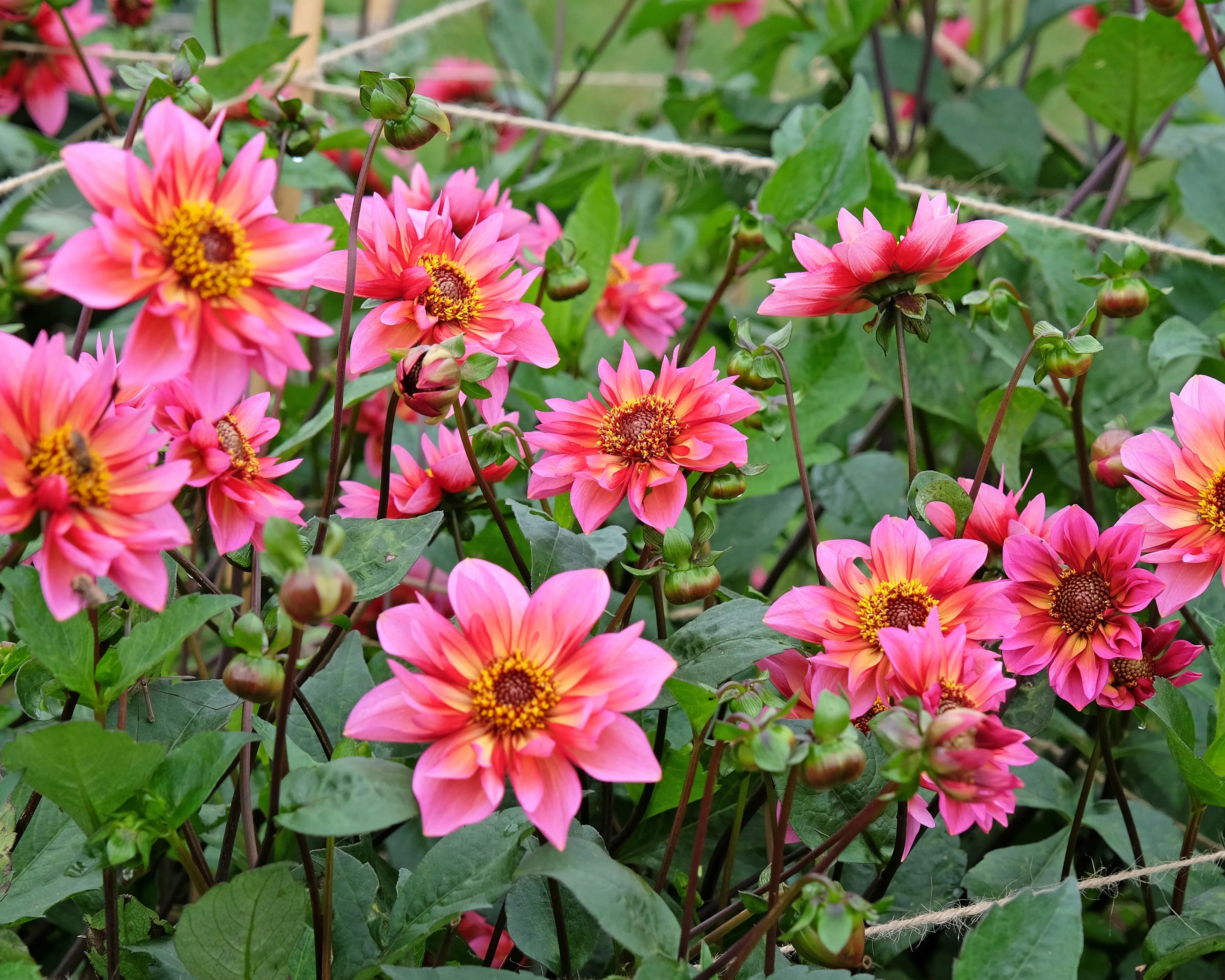 Dahlia 'Princess Nadine' - Image 4