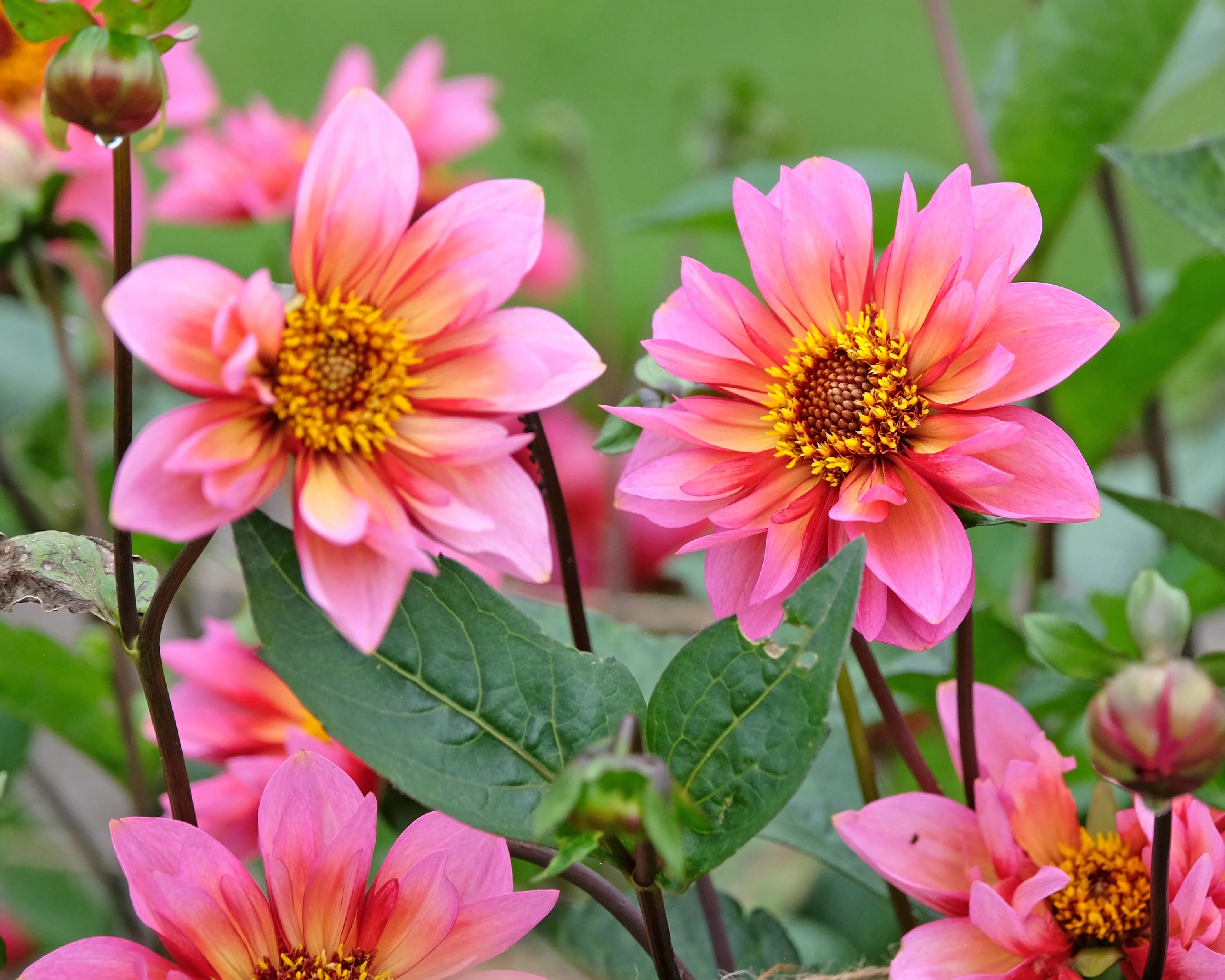 Dahlia 'Princess Nadine' - Image 6