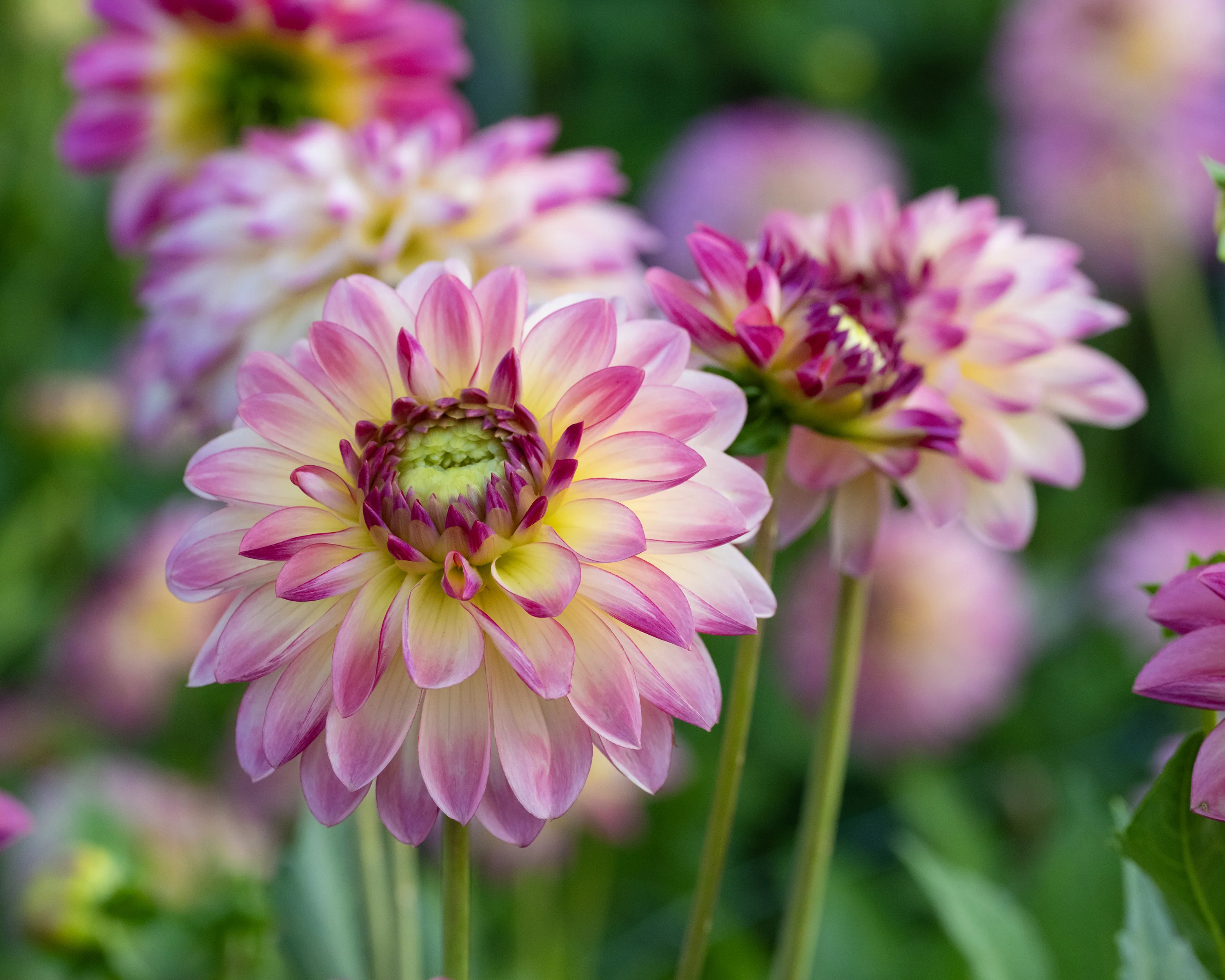 Dahlia 'Pure Happiness' - Image 3
