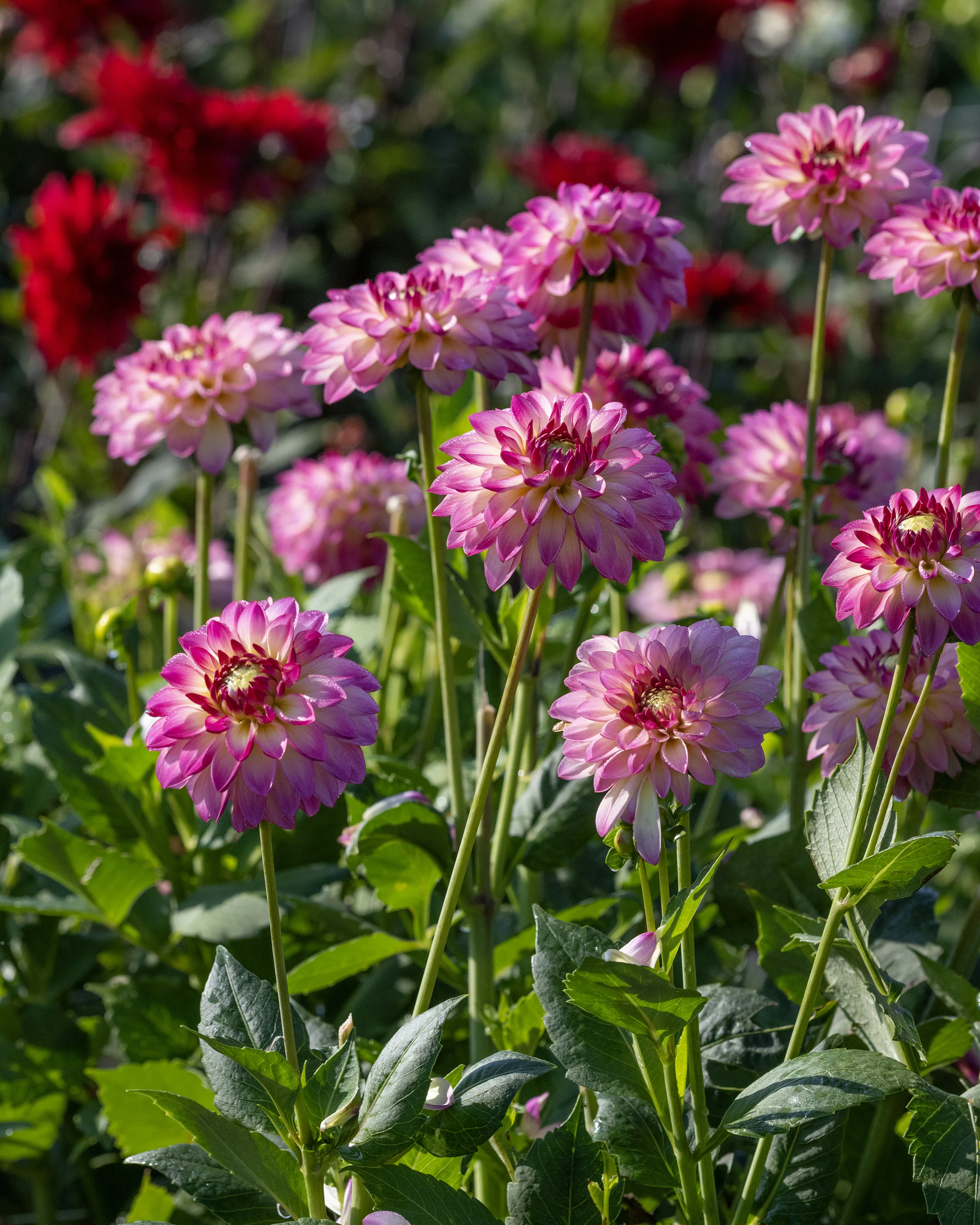 Dahlia 'Pure Happiness' - Image 8