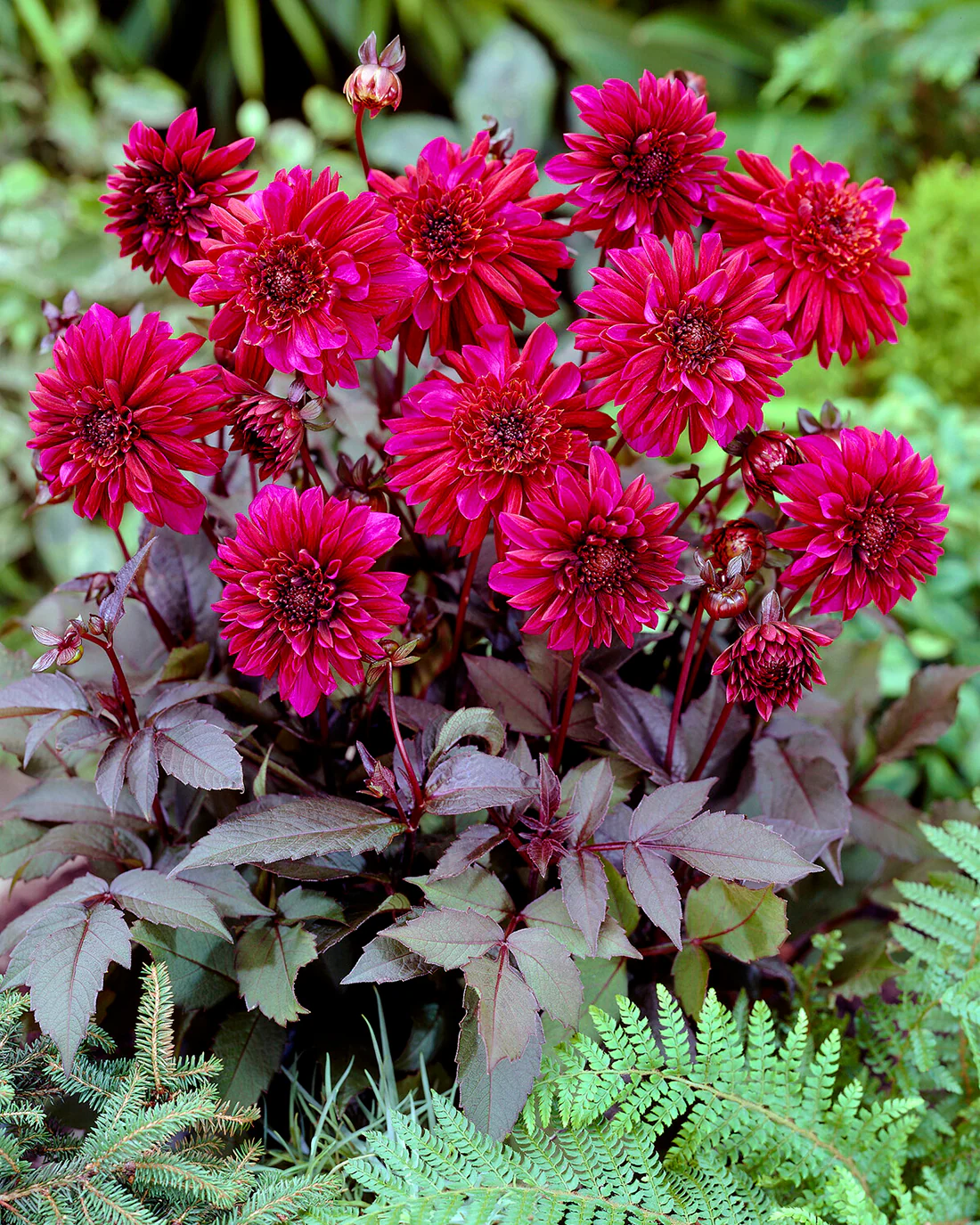 Dahlia 'Purple Haze' - Image 4