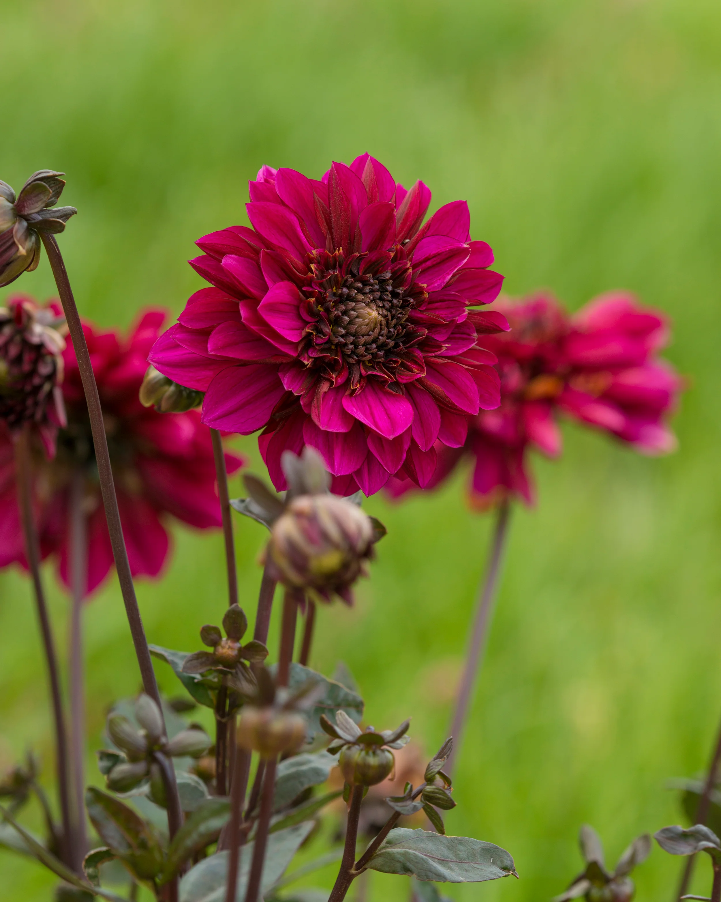 Dahlia 'Purple Haze' - Image 6