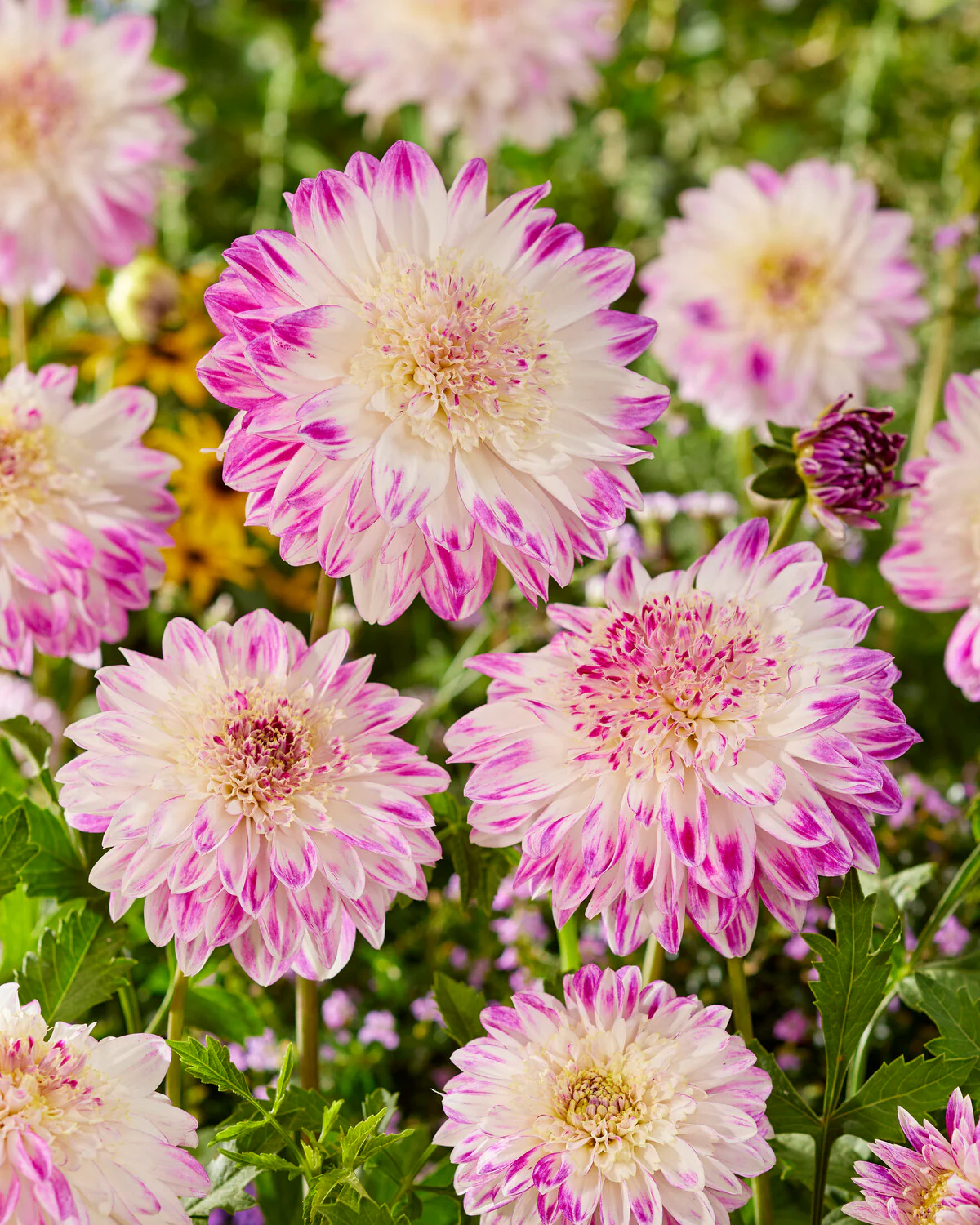 Dahlia 'Que Sera' - Image 3