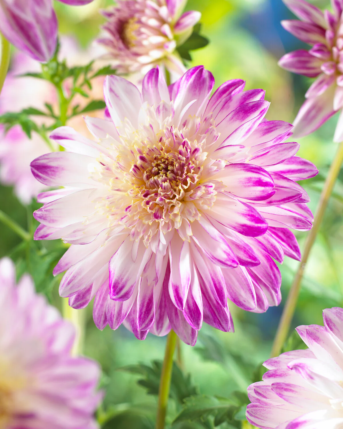Dahlia 'Que Sera' - Image 4